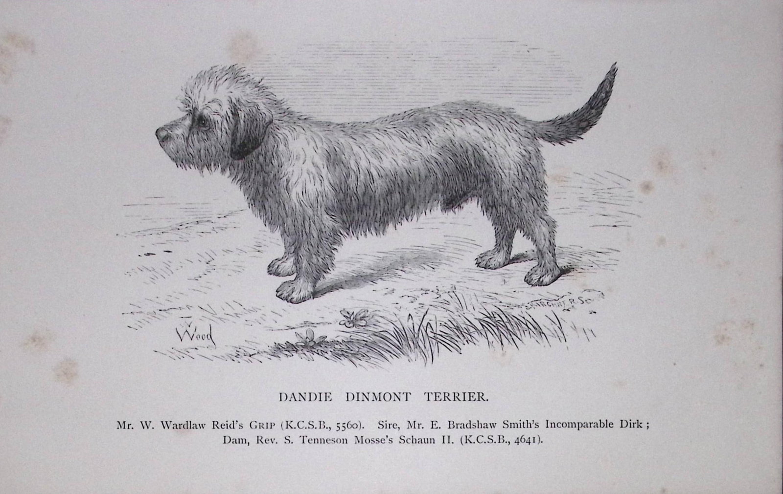 Dandie Dinmont Terrier British Dogs by Hugh Dalziel 1889 Antique Book Plate-56: Title: Dandie Dinmont Terrier British Dogs by Hugh Dalziel 1889 Antique Book Plate-56 Description: This Antique Book Plate Was Removed from a Edition of British Dogs by Hugh Dalziel 1889. Each Print