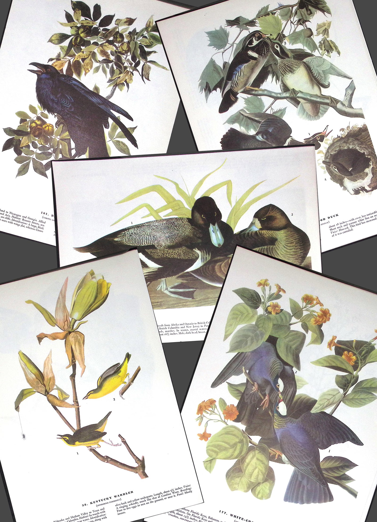 Job-Lot John James Audubon Birds of America 72-Year-Old Coloured Book Plates-28: Title: Job-Lot John James Audubon Birds of America 72-Year-Old Coloured Book Plates-28 Description: This Collection of 5 Double-Sided Vintage Prints Has Been Removed from an Edition of.