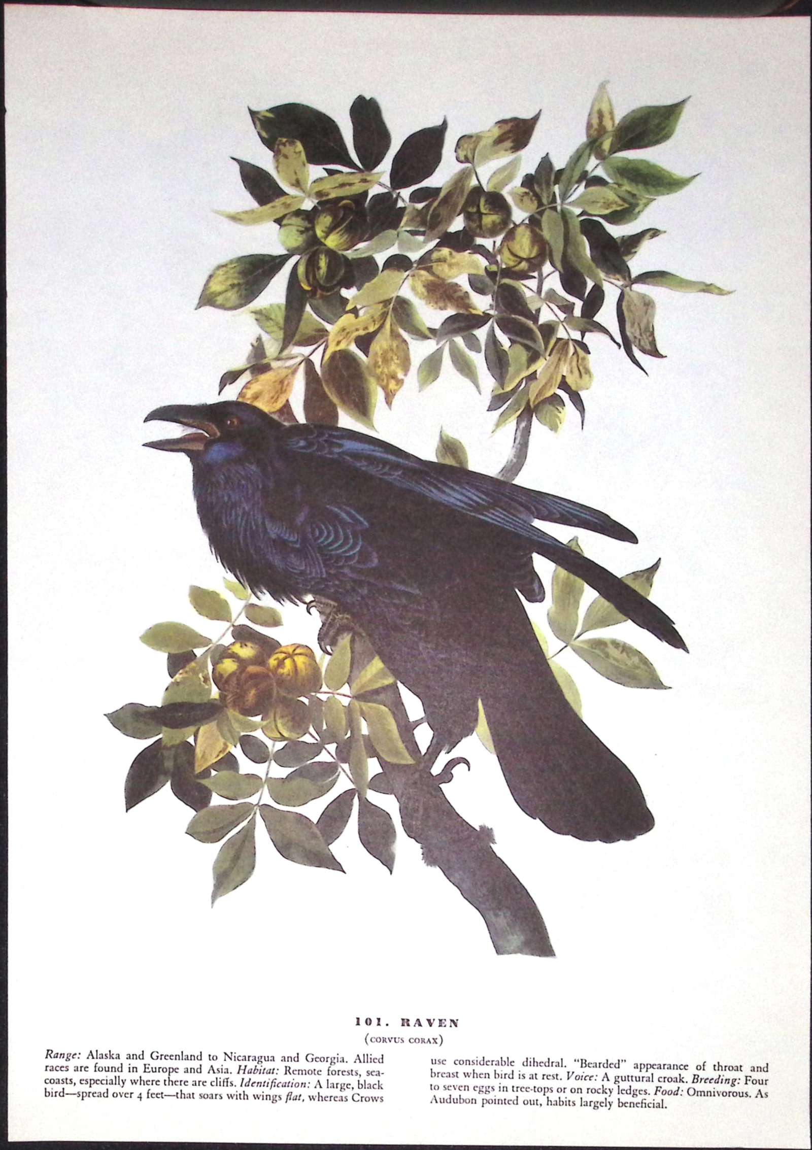 Job-Lot John James Audubon Birds of America 72-Year-Old Coloured Book Plates-28 - 2