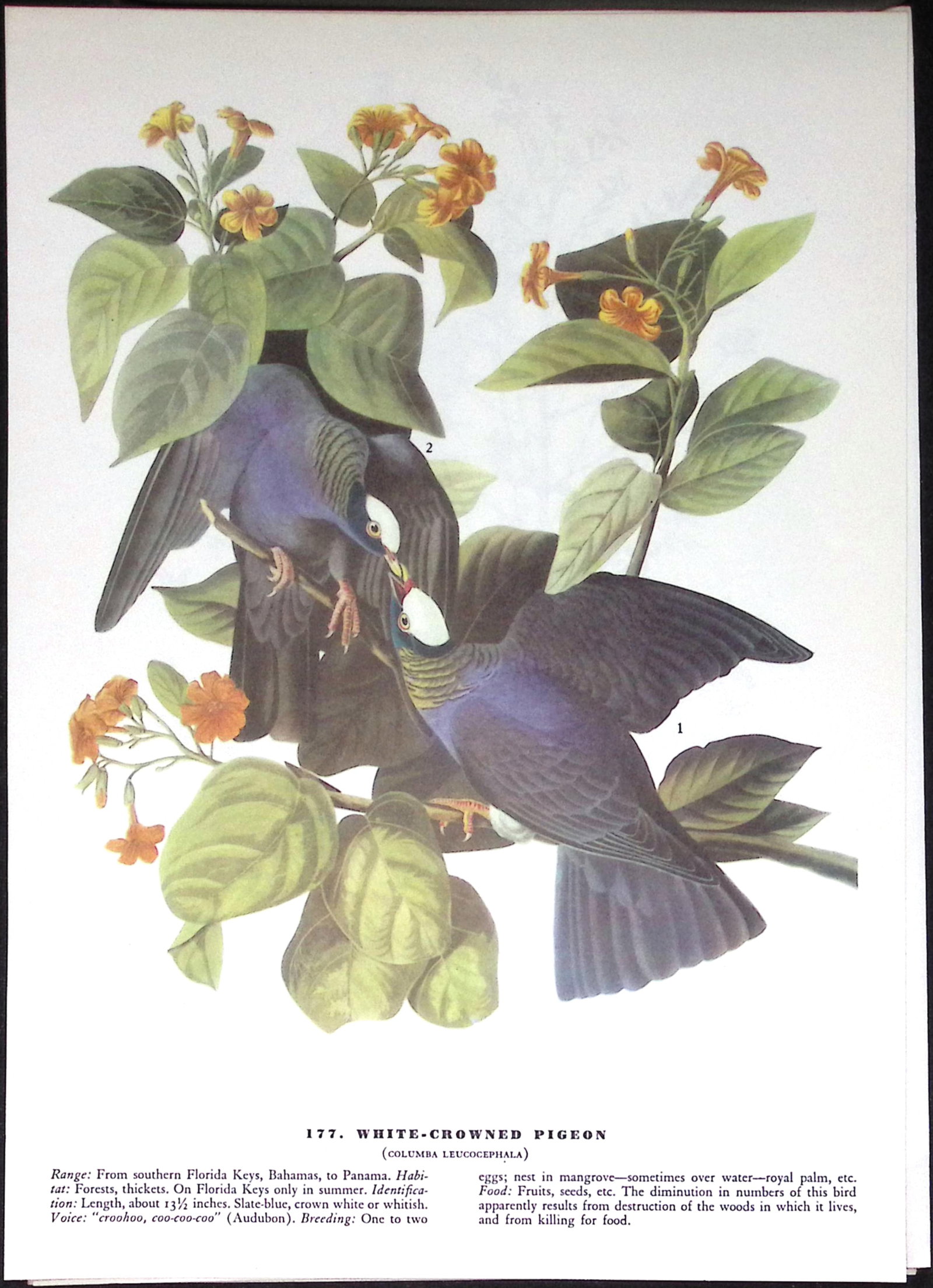 Job-Lot John James Audubon Birds of America 72-Year-Old Coloured Book Plates-28 - 5
