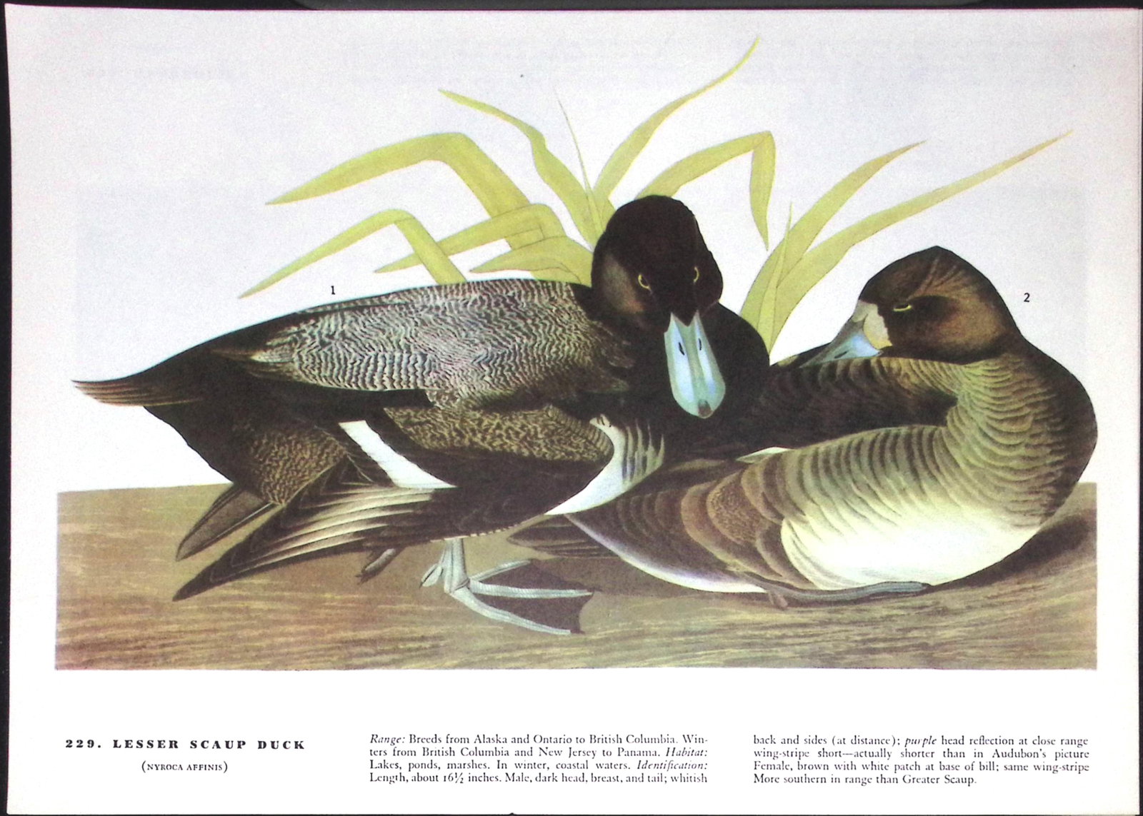 Job-Lot John James Audubon Birds of America 72-Year-Old Coloured Book Plates-28 - 6
