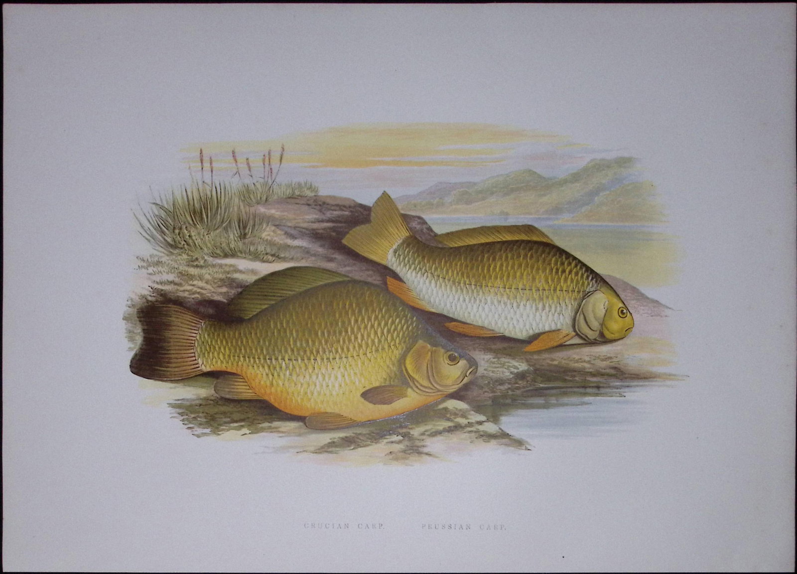 Crucian & Prussian Carp Rev Houghton British Freshwater Fish 1879 Scarce Engraving-37: Title: Crucian & Prussian Carp Rev Houghton British Freshwater Fish 1879 Scarce Engraving-37 Description: This First Edition Wood Engraving Print Was Removed from an Antique Edition. F