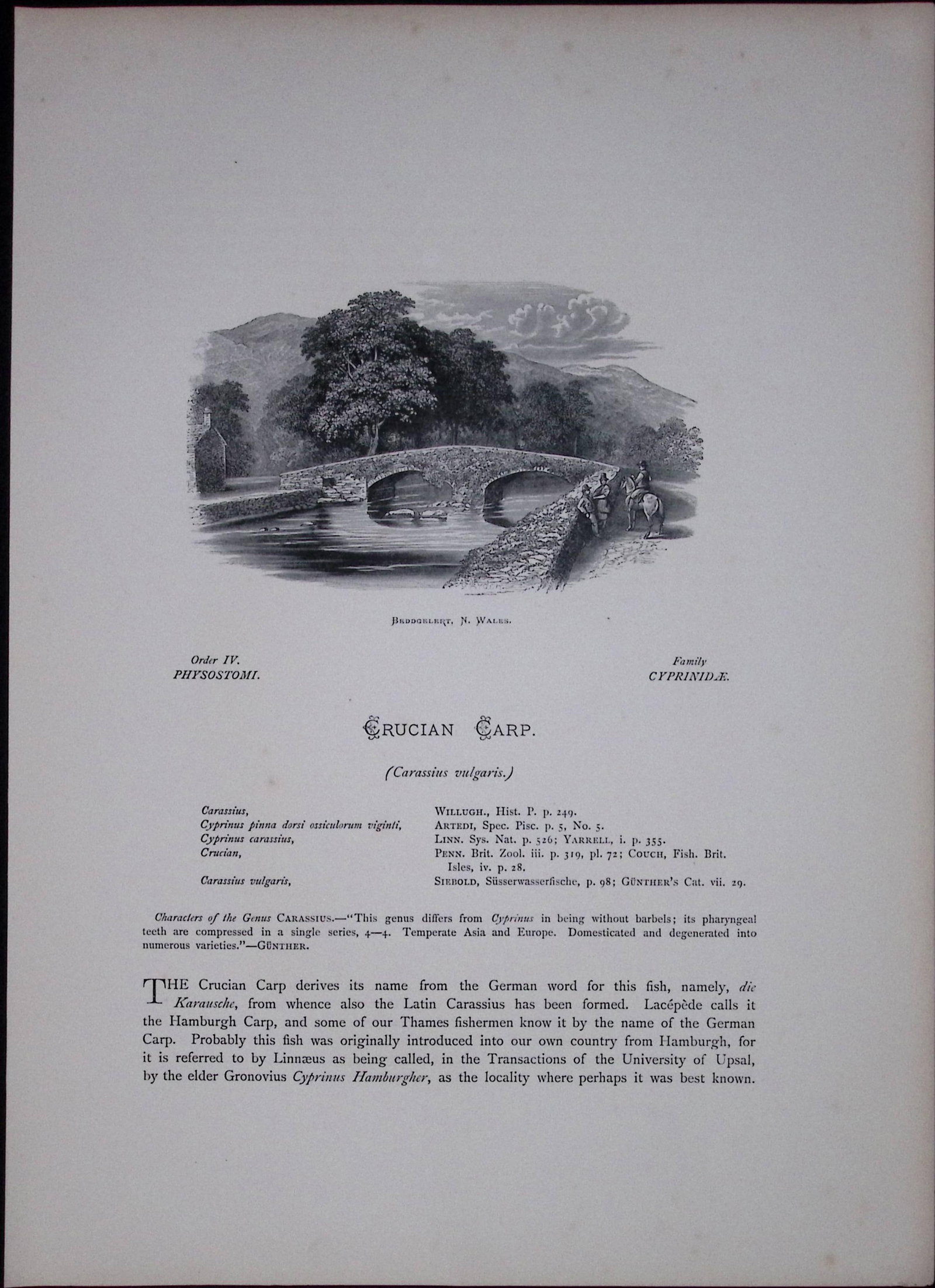 Crucian & Prussian Carp Rev Houghton British Freshwater Fish 1879 Scarce Engraving-37 - 2
