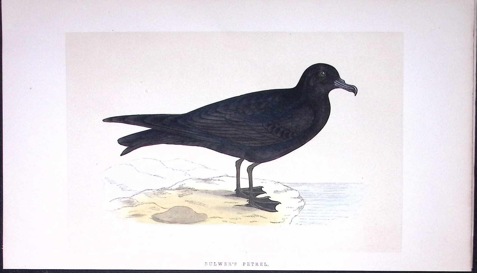 Bulwer’s Petrel Bird- Rev Morris First Edition Antique Woodblock Engraving-222: Title: Bulwer’s Petrel Bird- Rev Morris First Edition Antique Woodblock Engraving-222 Description: This Chromolithographic Woodblock Engraving Has Been Removed from a First Antique Edition of.