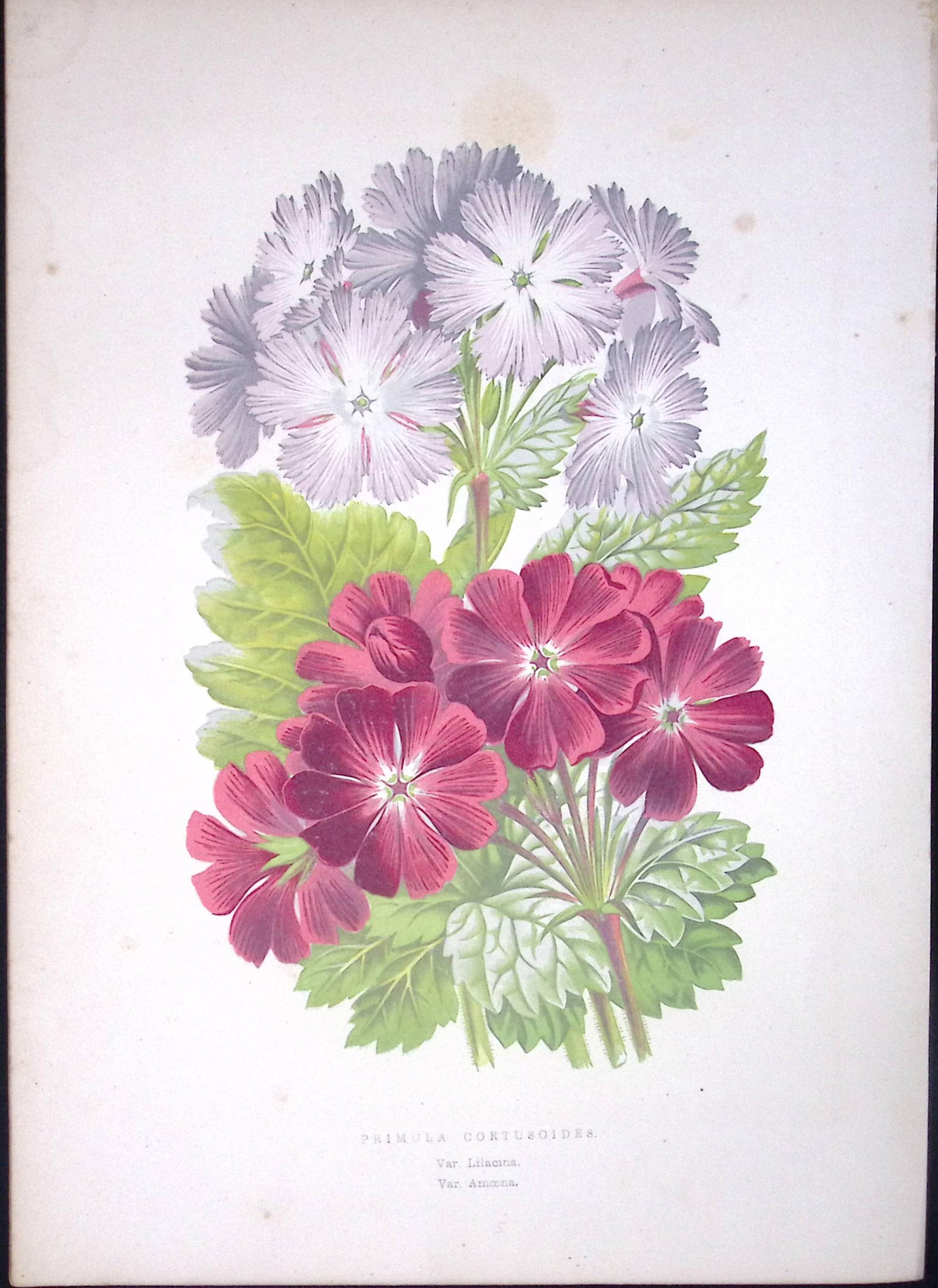 Primula Cortusoides Flower Antique Shirley Hibbard Greenhouse Coloured Print-23: Title: Primula Cortusoides Flower Antique Shirley Hibbard Greenhouse Coloured Print-23 Description: This Coloured Antique Print Measure Approximately 9.5” X 6.5” (Inches) 274. x