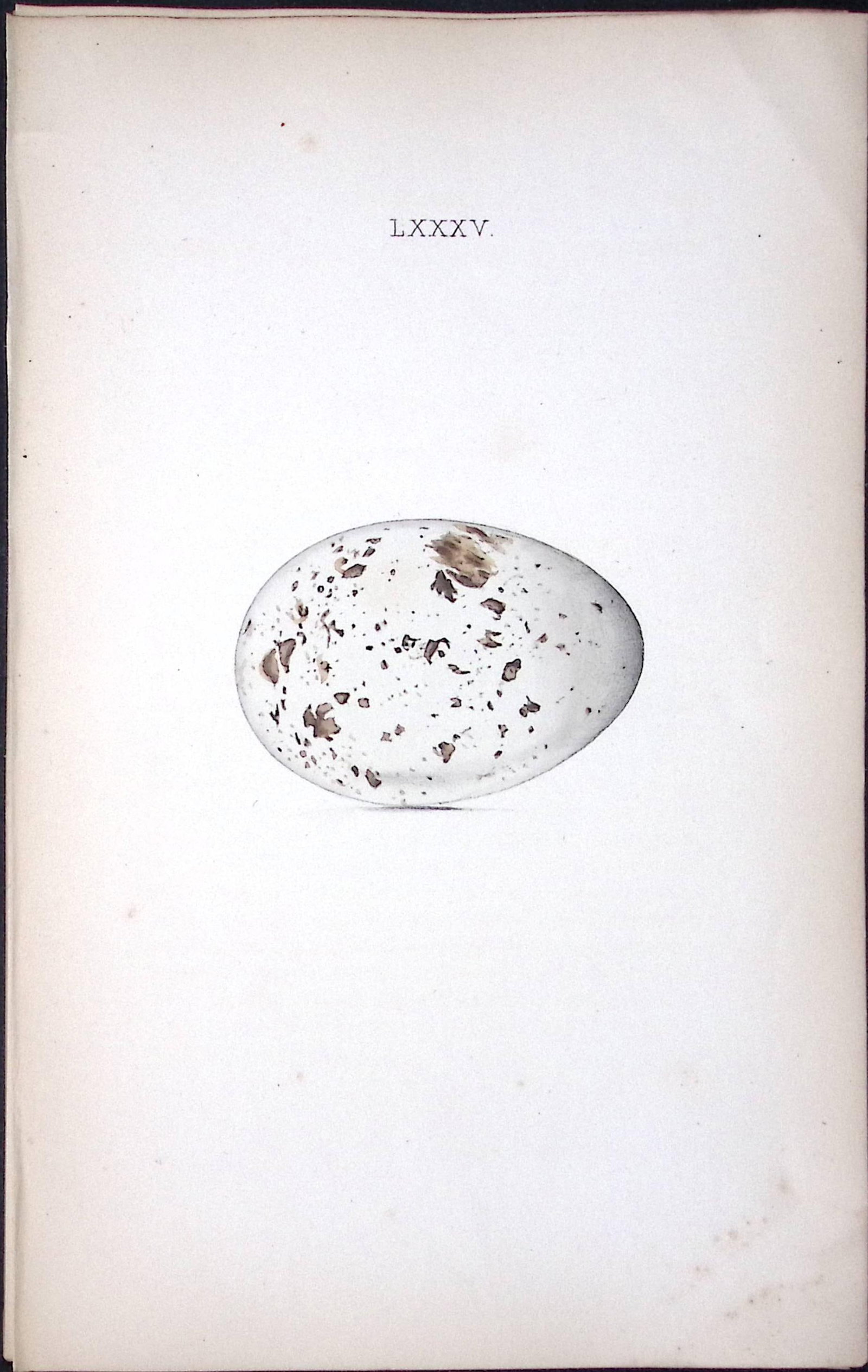 Spoonbill -William Hewitson Antique Nests & Eggs of British Birds Print-80: Title: Spoonbill -William Hewitson Antique Nests & Eggs of British Birds Print-80 Description: This Antique Print Was Removed From a 170 Years-Old Edition William Hewitson. Coloured Illustrations