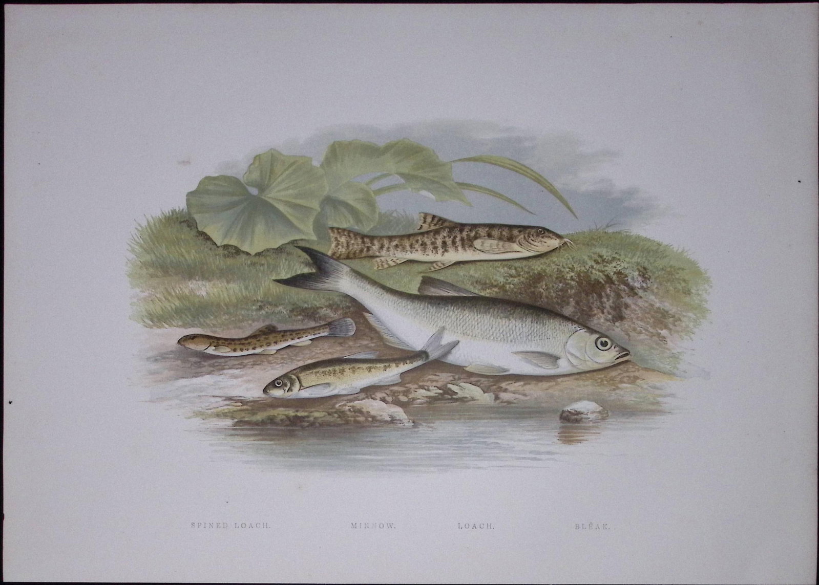 Loach, Minnow, Bleak Rev Houghton British Freshwater Fish 1879 Scarce Wood Engraving-26: Title: Loach, Minnow, Bleak Rev Houghton British Freshwater Fish 1879 Scarce Wood Engraving-26 Description: This First Edition Wood Engraving Print Was Removed from an Antique Edition. Fro