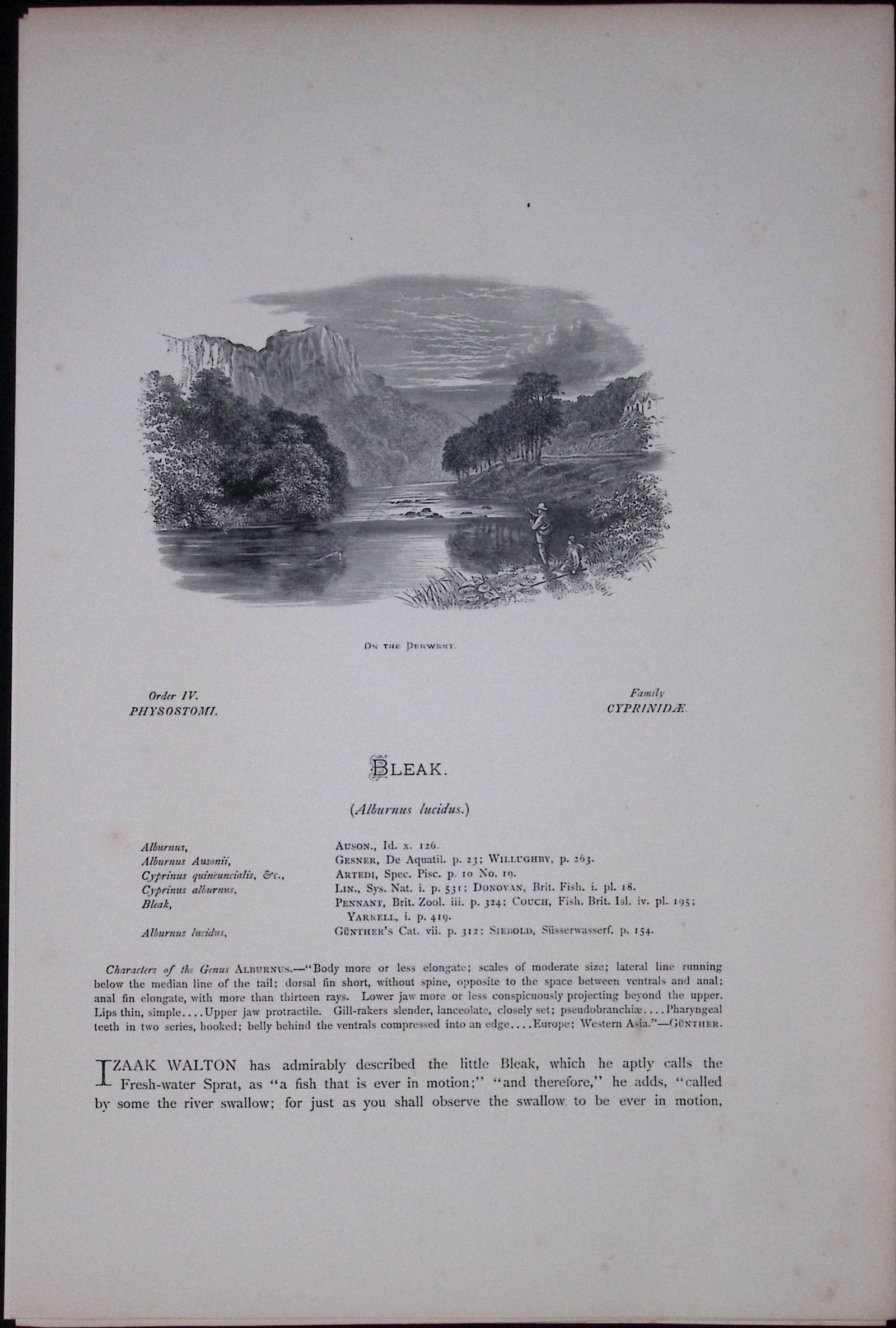 Loach, Minnow, Bleak Rev Houghton British Freshwater Fish 1879 Scarce Wood Engraving-26 - 2