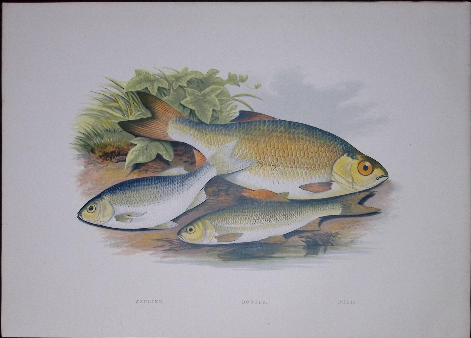 Azurine, Dobule, Rudd Rev Houghton British Freshwater Fish 1879 Scarce Engraving-31: Title: Azurine, Dobule, Rudd Rev Houghton British Freshwater Fish 1879 Scarce Engraving-31 Description: This First Edition Wood Engraving Print Was Removed from an Antique Edition. From Th