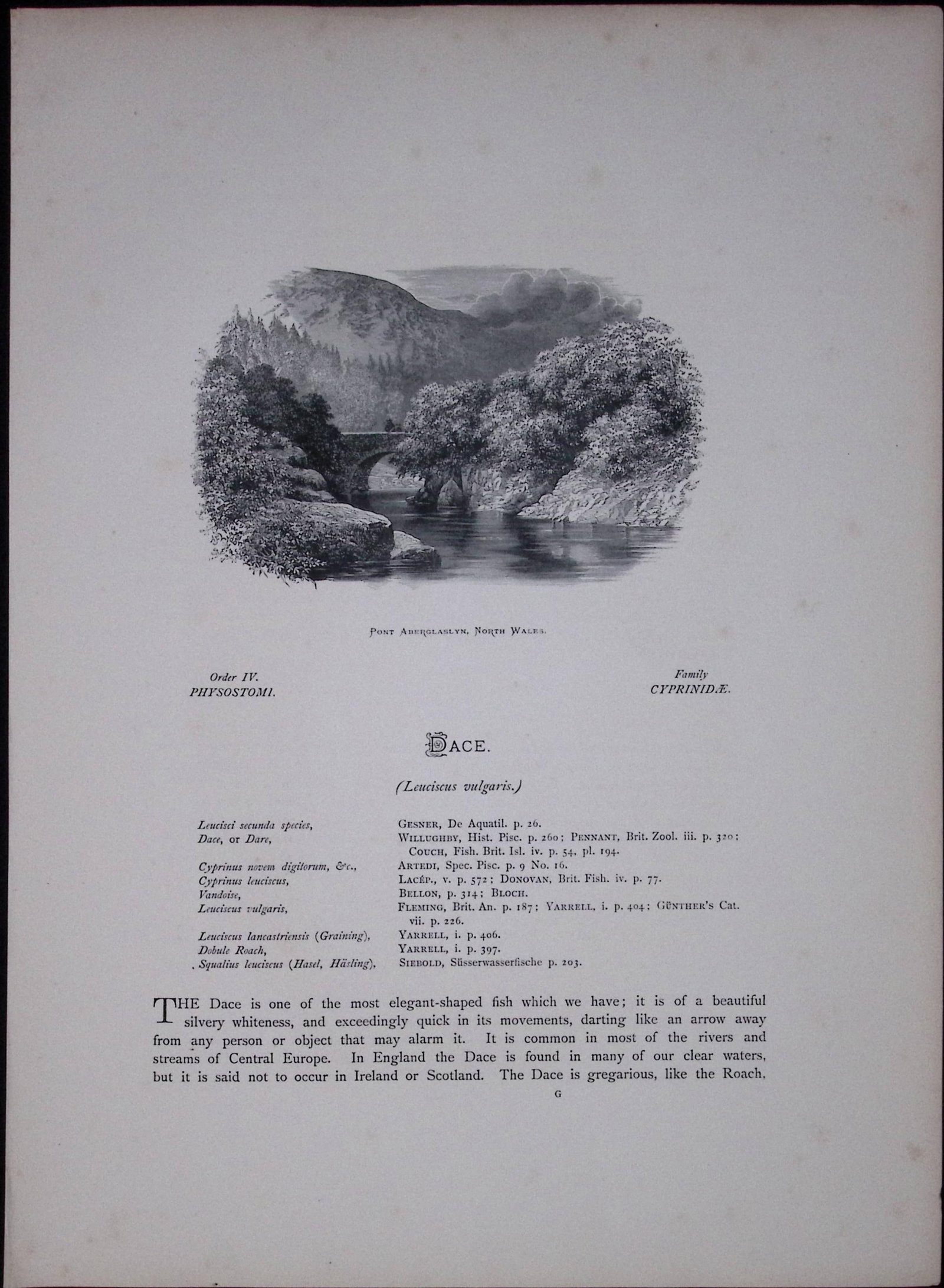 Azurine, Dobule, Rudd Rev Houghton British Freshwater Fish 1879 Scarce Engraving-31 - 2