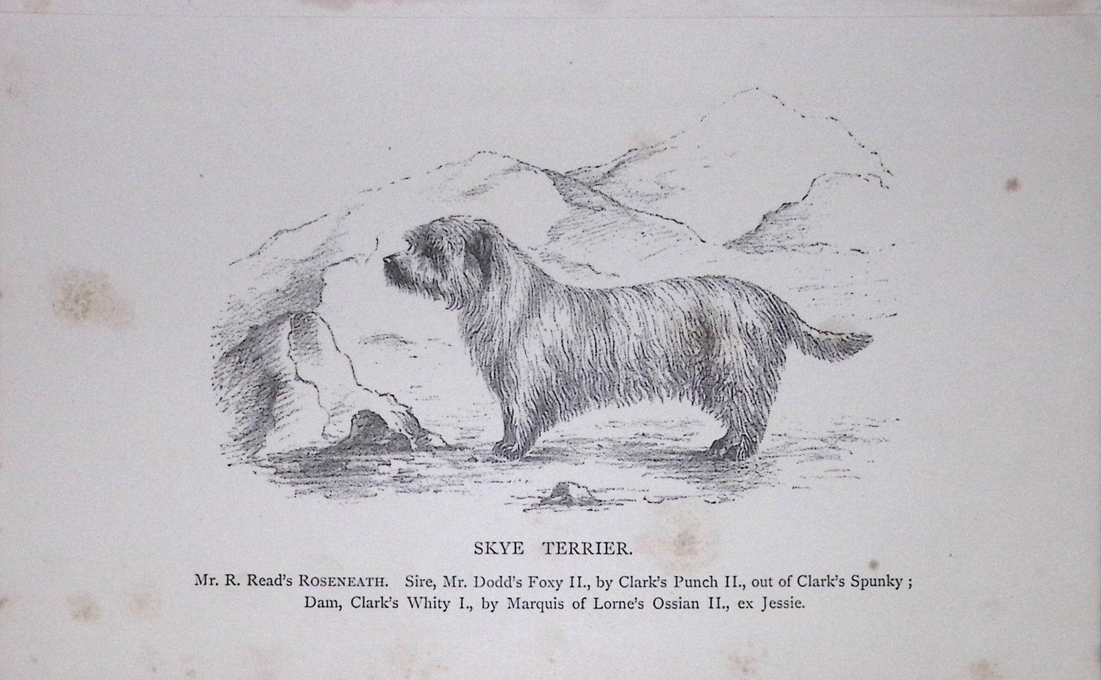 Skye Terrier British Dogs by Hugh Dalziel 1889 Antique Book Plate-59: Title: Skye Terrier British Dogs by Hugh Dalziel 1889 Antique Book Plate-59 Description: This Antique Book Plate Was Removed from a Edition of British Dogs by Hugh Dalziel 1889. Each Print Measures