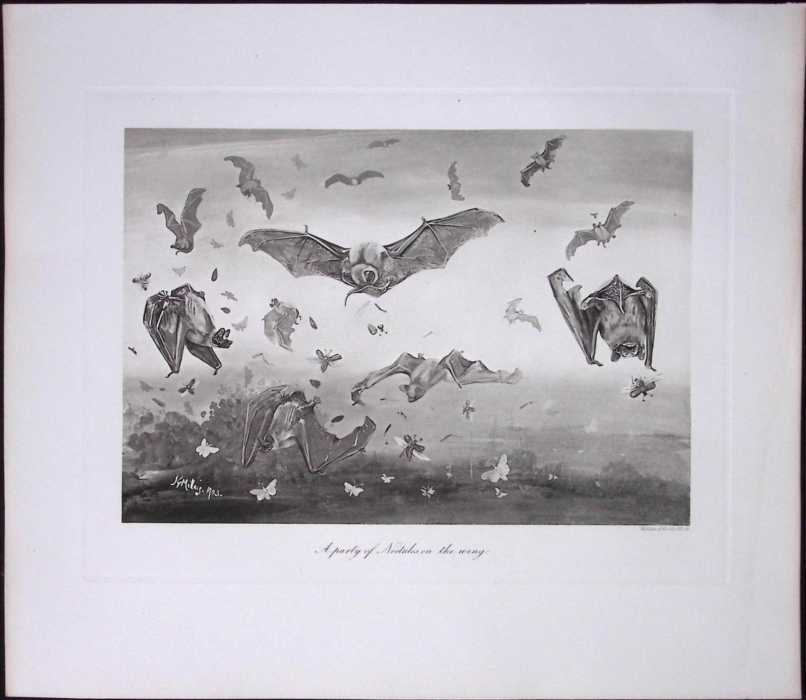 Job-Lot J.G. Millais Rare Limited-Edition The Bat Family Antique Prints-6: Title: Job-Lot J.G. Millais Rare Limited-Edition The Bat Family Antique Prints-6 Description: This Collection of 4 Rare First Edition Illustrated Prints Has Been Removed from an Antique Edition. The