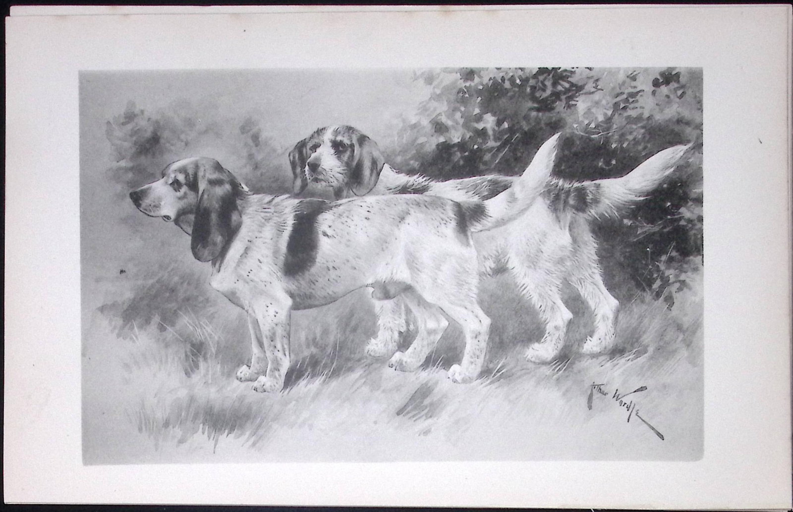 Beagles Antique Book Plate Rawdon Lee Modern Dogs 1893-26 (1 of 2)