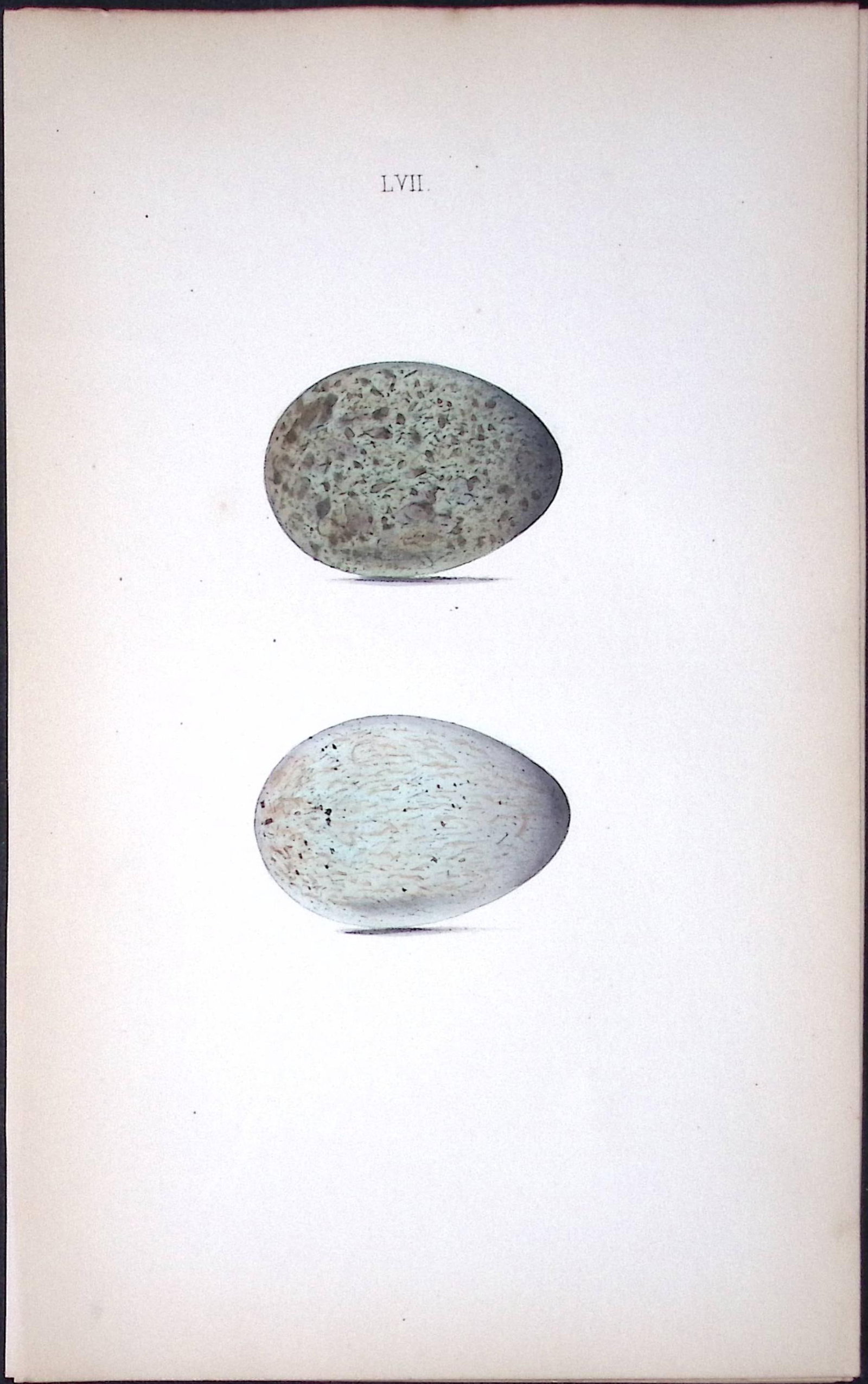The Red-Legged Crow William Hewitson Antique Nests & Eggs of British Birds Print-56: Title: The Red-Legged Crow William Hewitson Antique Nests & Eggs of British Birds Print-56 Description: This Antique Print Was Removed From a 170 Years-Old Edition William Hewitson. Coloured