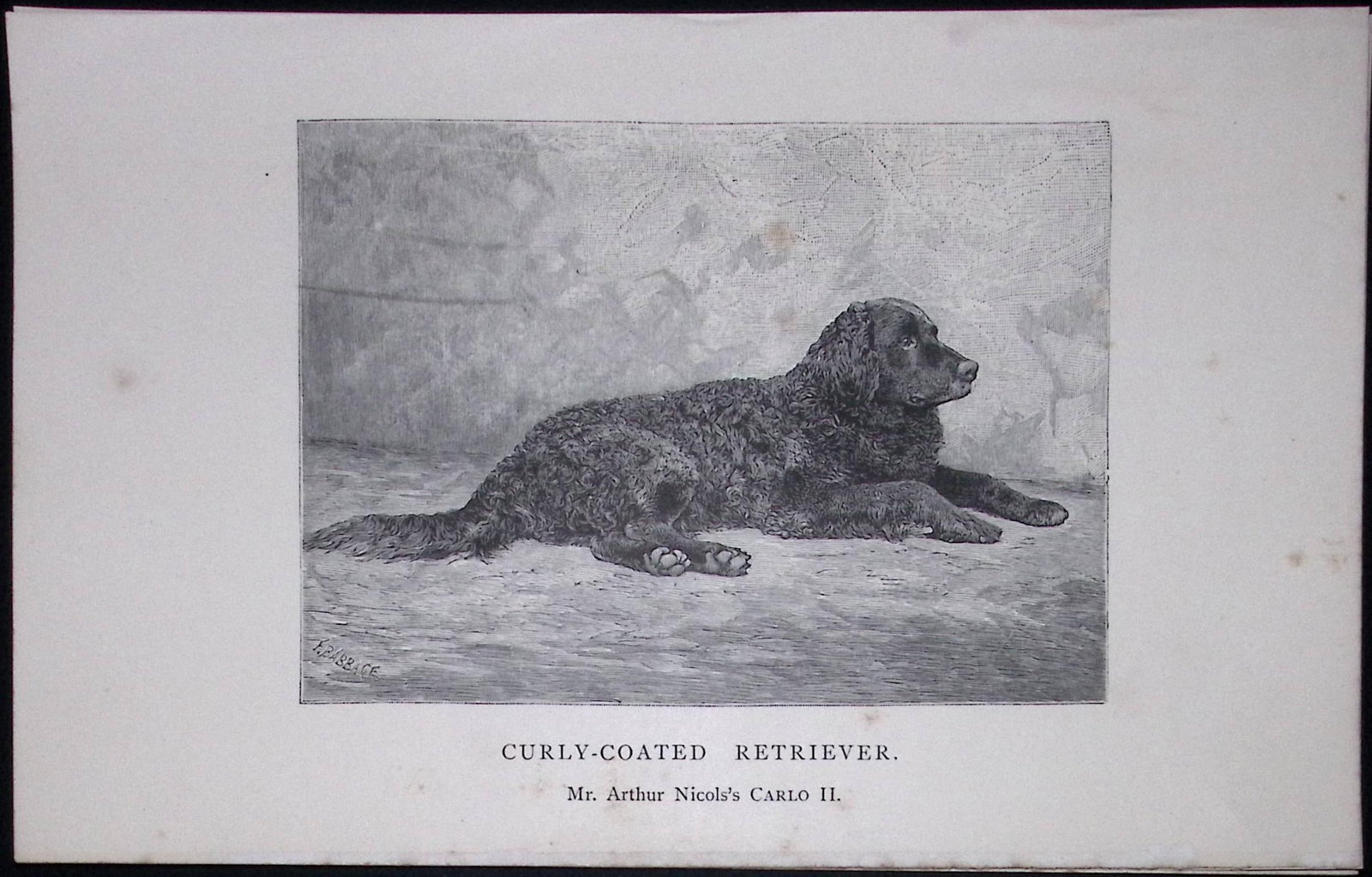 Curly Coated Retriever British Dogs by Hugh Dalziel 1889 Antique Book Plate-37: Title: Curly Coated Retriever British Dogs by Hugh Dalziel 1889 Antique Book Plate-37 Description: This Antique Book Plate Was Removed from a Edition of British Dogs by Hugh Dalziel 1889. Each Print