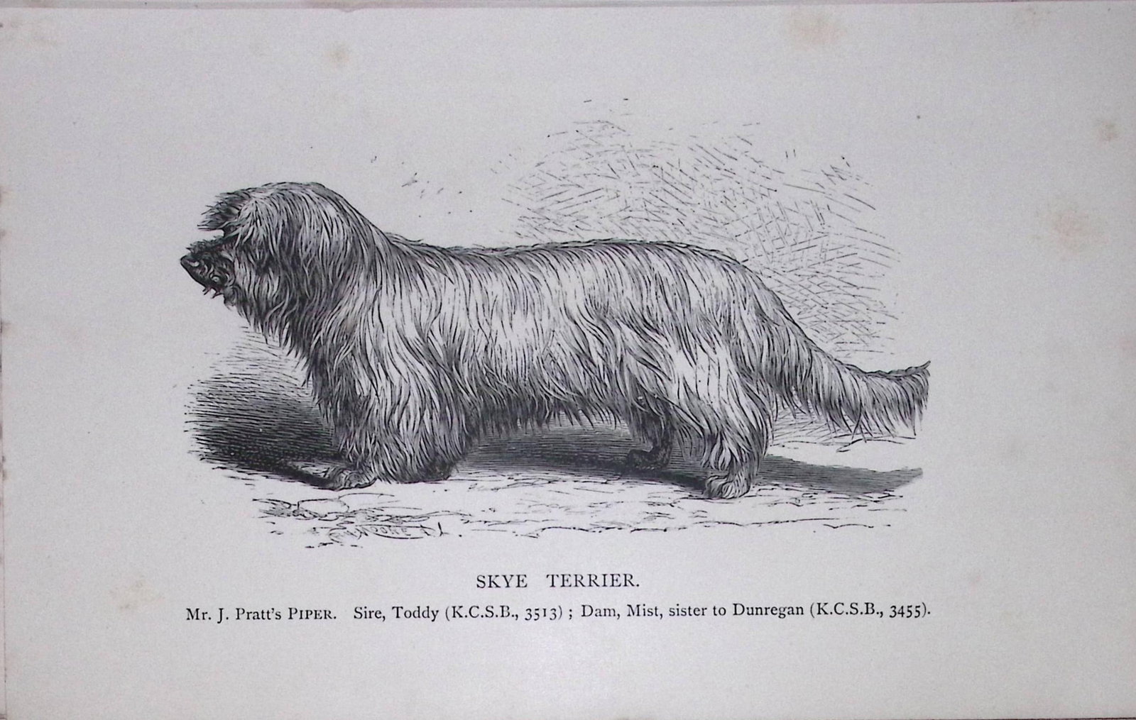 Skye Terrier British Dogs by Hugh Dalziel 1889 Antique Book Plate-62: Title: Skye Terrier British Dogs by Hugh Dalziel 1889 Antique Book Plate-62 Description: This Antique Book Plate Was Removed from a Edition of British Dogs by Hugh Dalziel 1889. Each Print