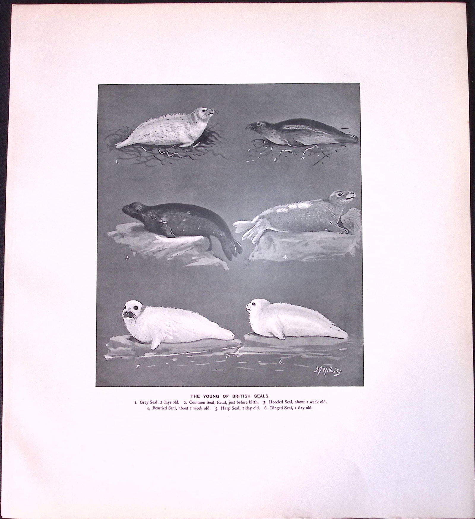 Job-Lot J.G. Millais Rare Limited-Edition Seal Family Species Antique Prints-13 - 4