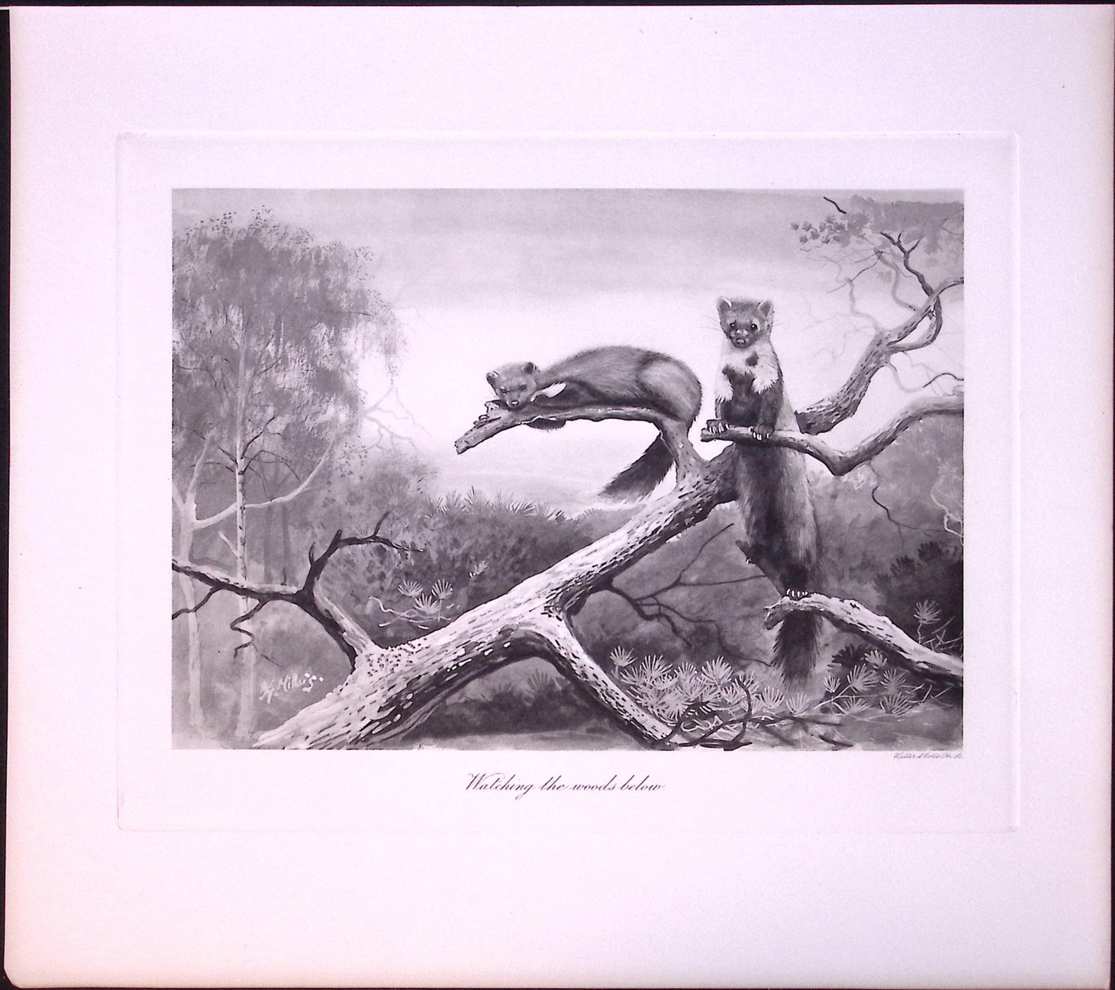 Job-Lot J.G. Millais Rare Limited-Edition Polecat Family Species Antique Prints-21 - 3