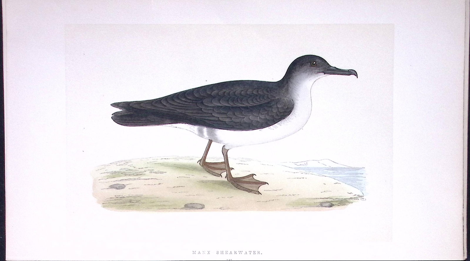 Manx Shearwater Bird- Rev Morris First Edition Antique Woodblock Engraving-218: Title: Manx Shearwater Bird- Rev Morris First Edition Antique Woodblock Engraving-218 Description: This Chromolithographic Woodblock Engraving Has Been Removed from a First Antique Edition of.
