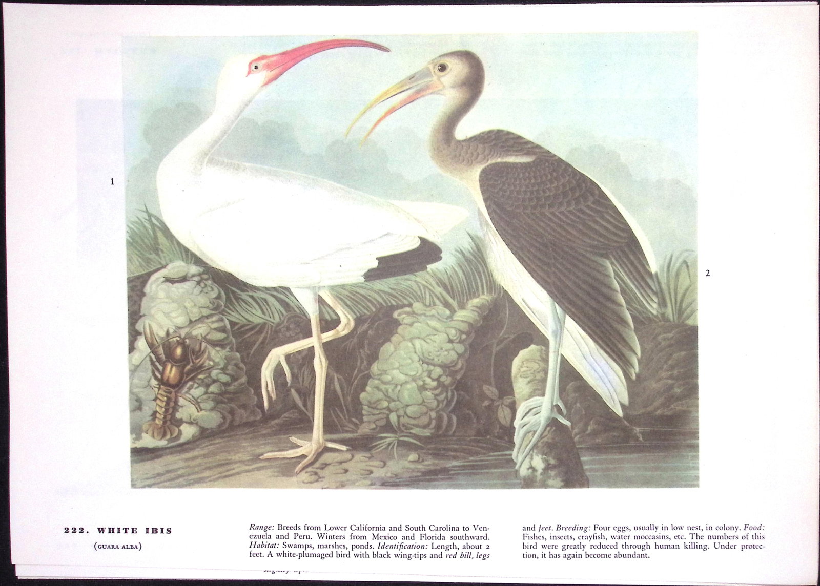 Job-Lot John James Audubon Birds of America 72-Year-Old Coloured Book Plates-15 - 3