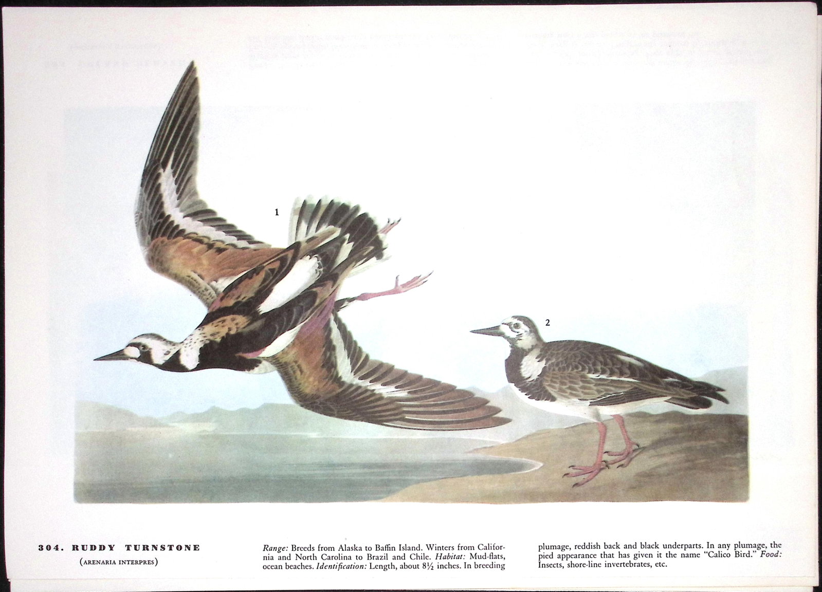 Job-Lot John James Audubon Birds of America 72-Year-Old Coloured Book Plates-15 - 5