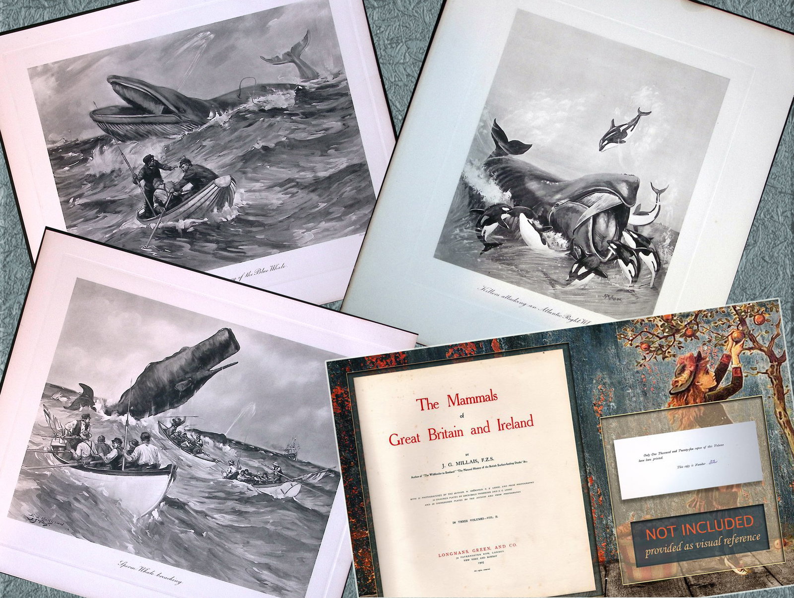 Job-Lot J.G. Millais Rare Limited-Edition Whales Family Species Antique Prints-7. (1 of 6)