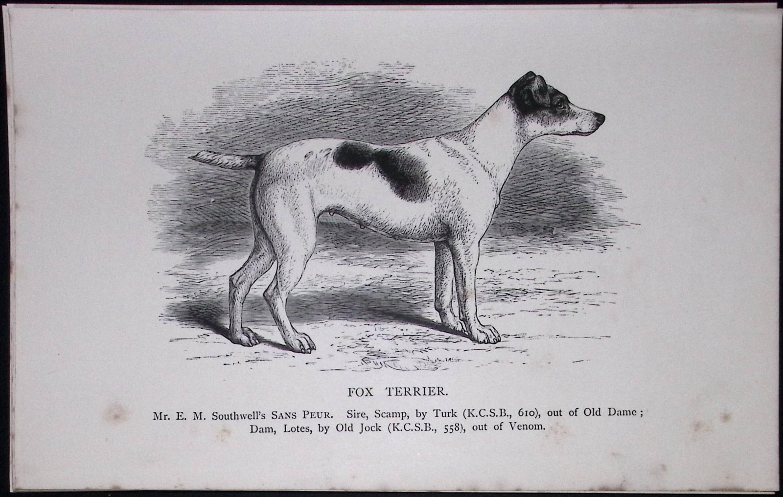 Fox Terrier British Dogs by Hugh Dalziel 1889 Antique Book Plate-54: Title: Fox Terrier British Dogs by Hugh Dalziel 1889 Antique Book Plate-54 Description: This Antique Book Plate Was Removed from a Edition of British Dogs by Hugh Dalziel 1889. Each Print Measures