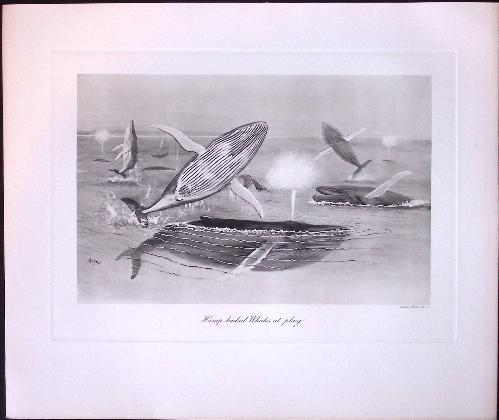Job-Lot J.G. Millais Rare Limited-Edition Whales Family Species Antique Prints-9 - 2