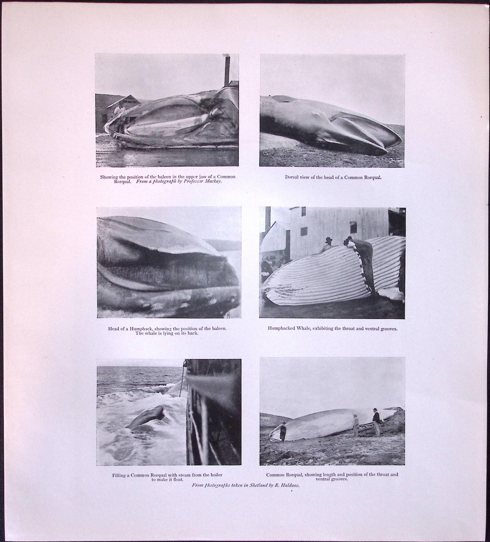 Job-Lot J.G. Millais Rare Limited-Edition Whales Family Species Antique Prints-9 - 4