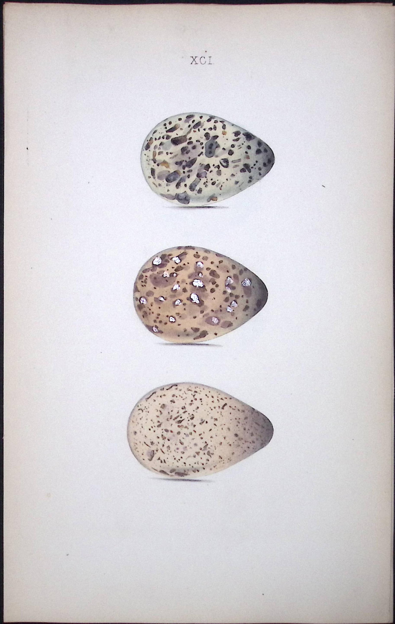 Greenshank Species -William Hewitson Antique Nests & Eggs of British Birds Print-85: Title: Greenshank Species -William Hewitson Antique Nests & Eggs of British Birds Print-85 Description: This Antique Print Was Removed From a 170 Years-Old Edition William Hewitson. Coloured
