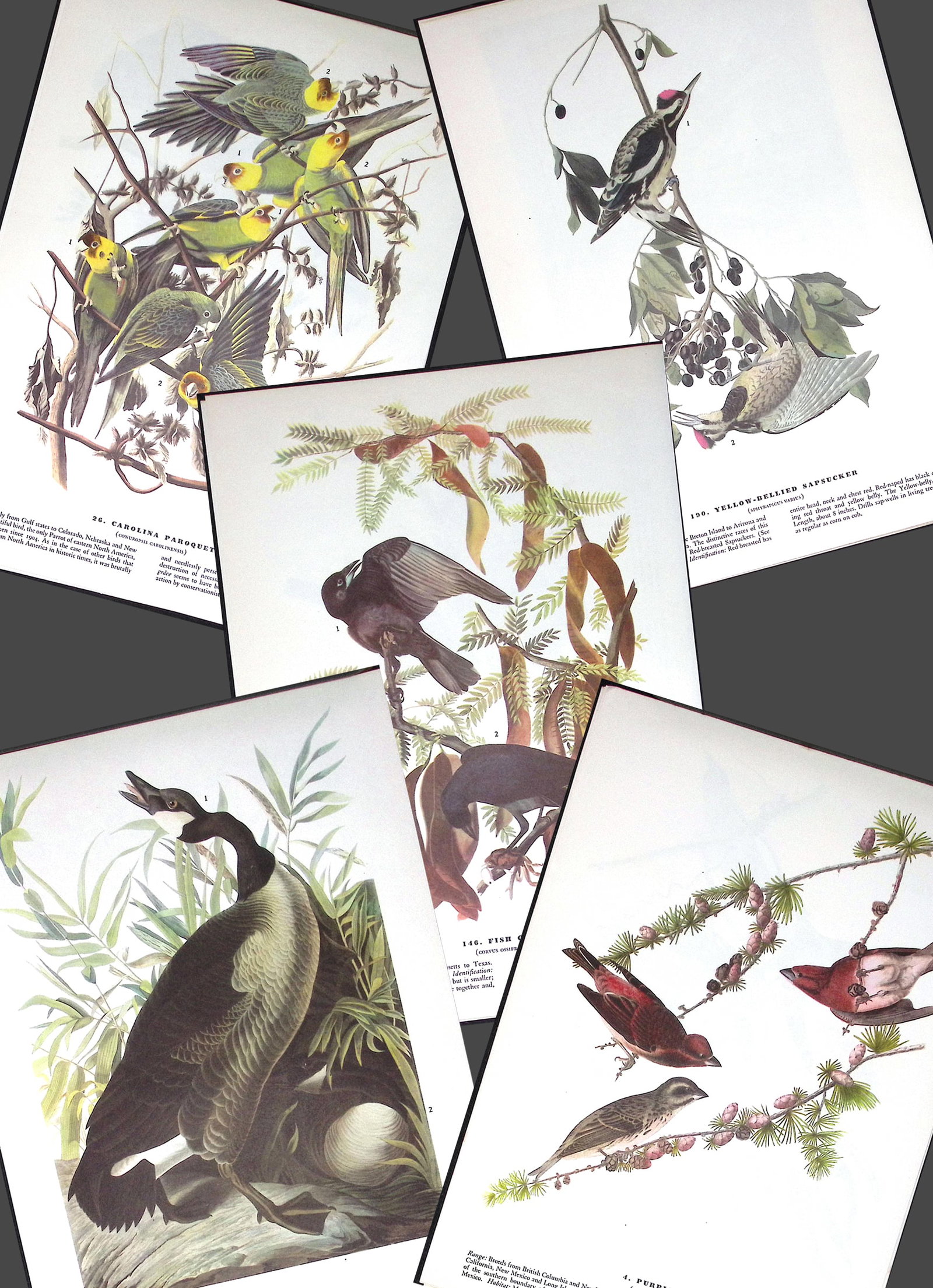 Job-Lot John James Audubon Birds of America 72-Year-Old Coloured Book Plates-30: Title: Job-Lot John James Audubon Birds of America 72-Year-Old Coloured Book Plates-30 Description: This Collection of 5 Double-Sided Vintage Prints Has Been Removed from an Edition of.