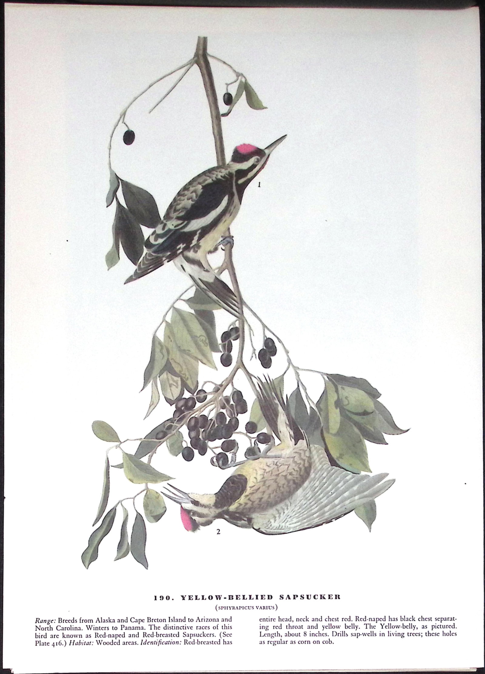 Job-Lot John James Audubon Birds of America 72-Year-Old Coloured Book Plates-30 - 3