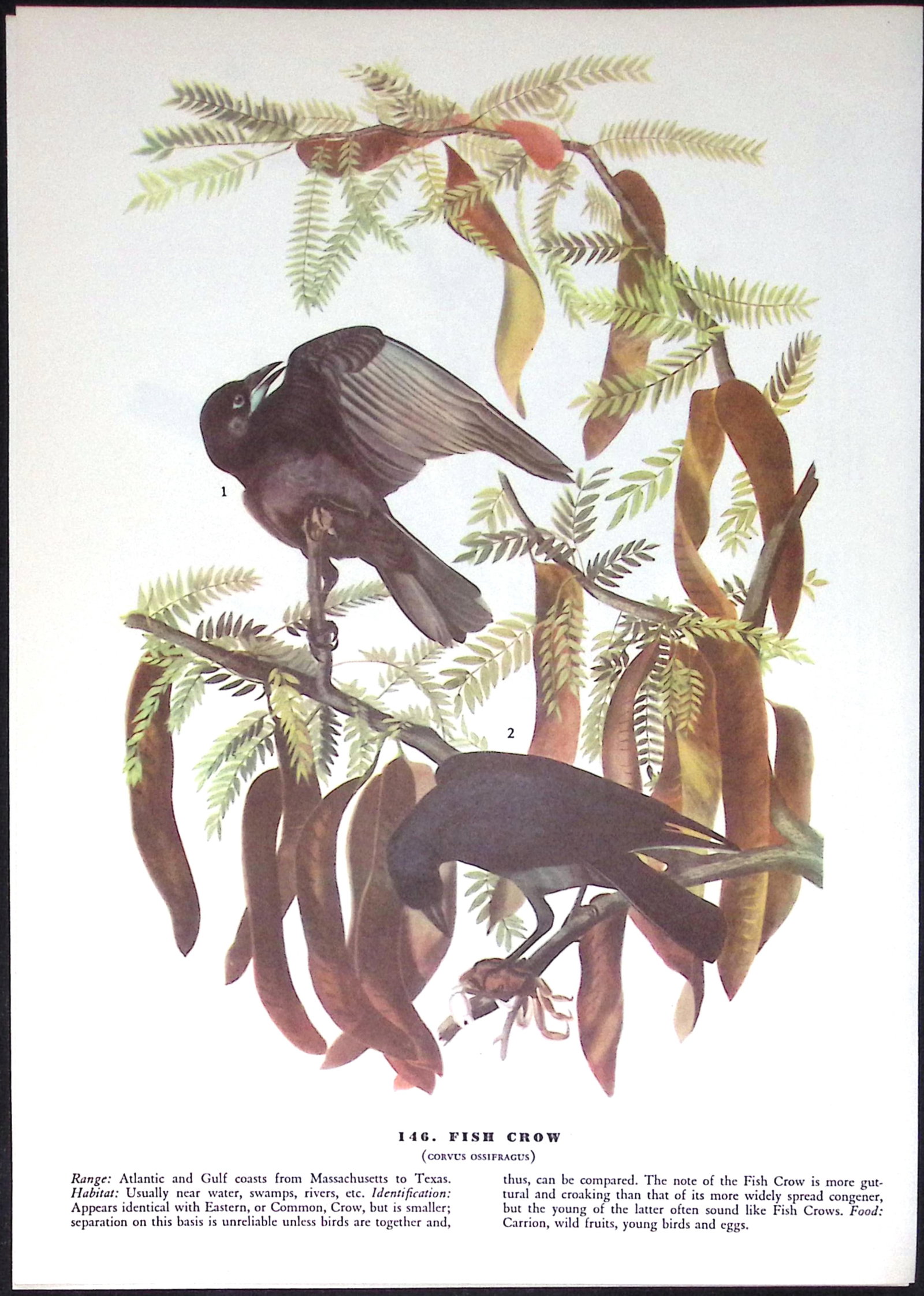 Job-Lot John James Audubon Birds of America 72-Year-Old Coloured Book Plates-30 - 4