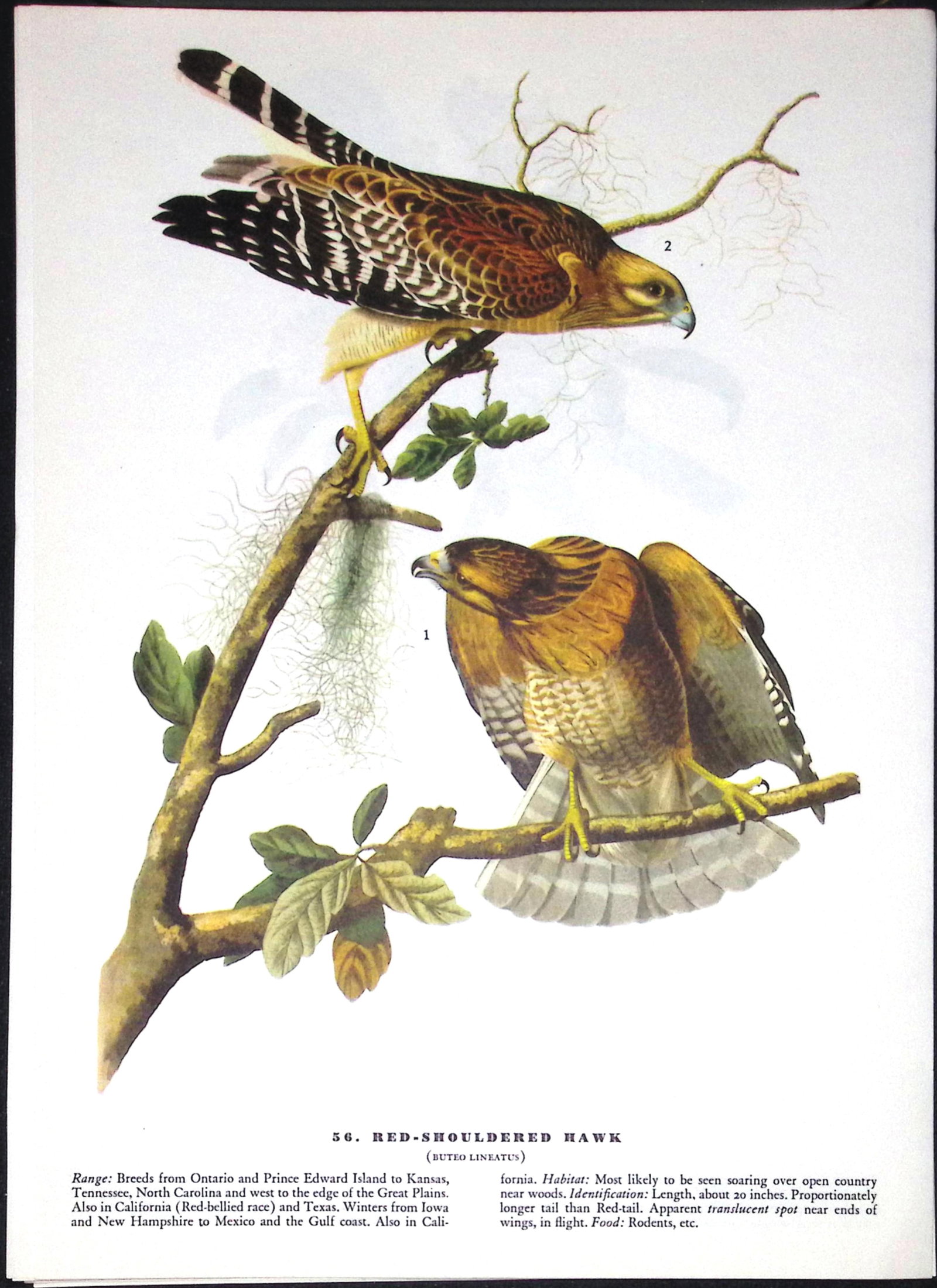 Job-Lot John James Audubon Birds of America 72-Year-Old Coloured Book Plates-21 - 2