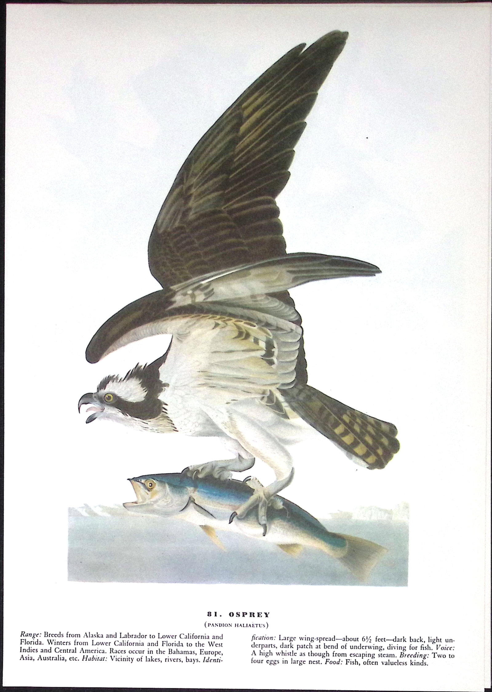 Job-Lot John James Audubon Birds of America 72-Year-Old Coloured Book Plates-21 - 4