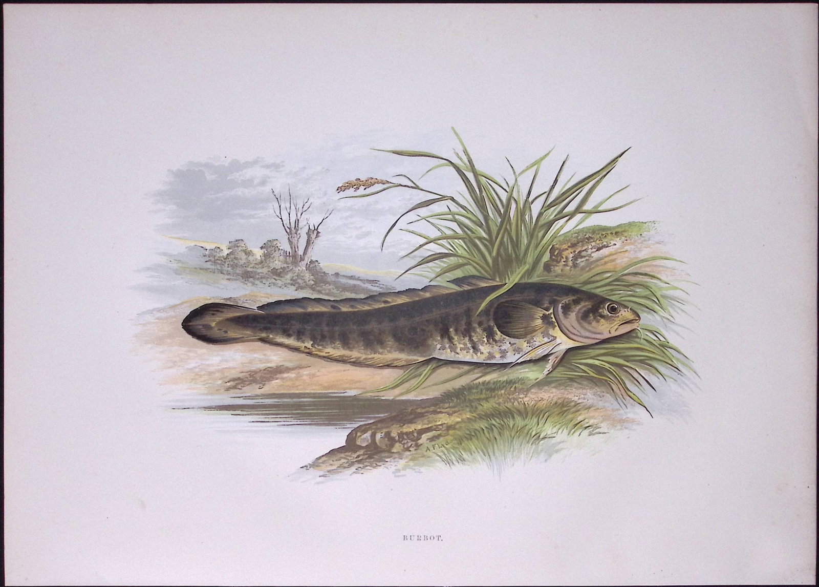 The Burbot Rev Houghton British Freshwater Fish 1879 Scarce Wood Engraving Print-4: Title: The Burbot Rev Houghton British Freshwater Fish 1879 Scarce Wood Engraving Print-4 Description: This First Edition Wood Engraving Print Was Removed from an Antique Edition. From The
