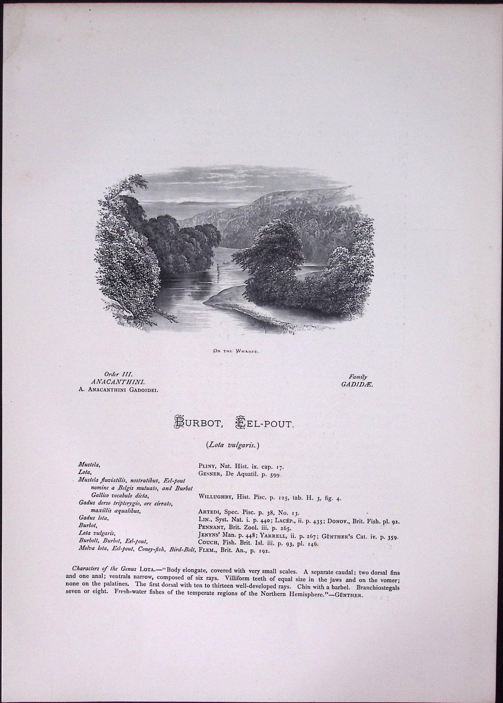 The Burbot Rev Houghton British Freshwater Fish 1879 Scarce Wood Engraving Print-4 - 2
