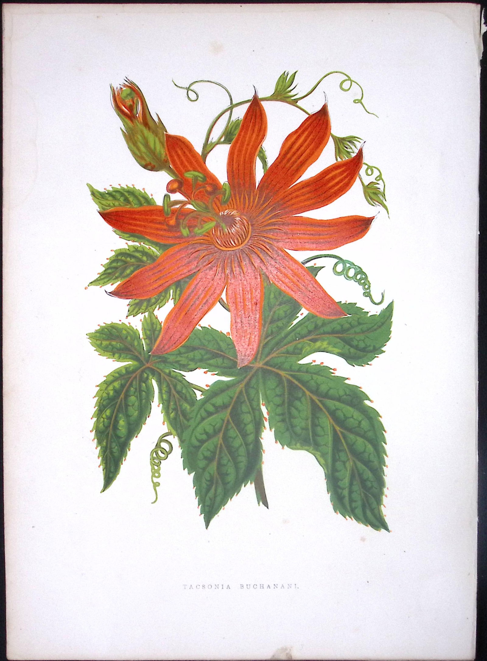 Banana Passionfruit Flower Antique Shirley Hibbard Greenhouse Coloured Print-30: Title: Banana Passionfruit Flower Antique Shirley Hibbard Greenhouse Coloured Print-30 Description: This Coloured Antique Print Measure Approximately 9.5” X 6.5” (Inches) 274.