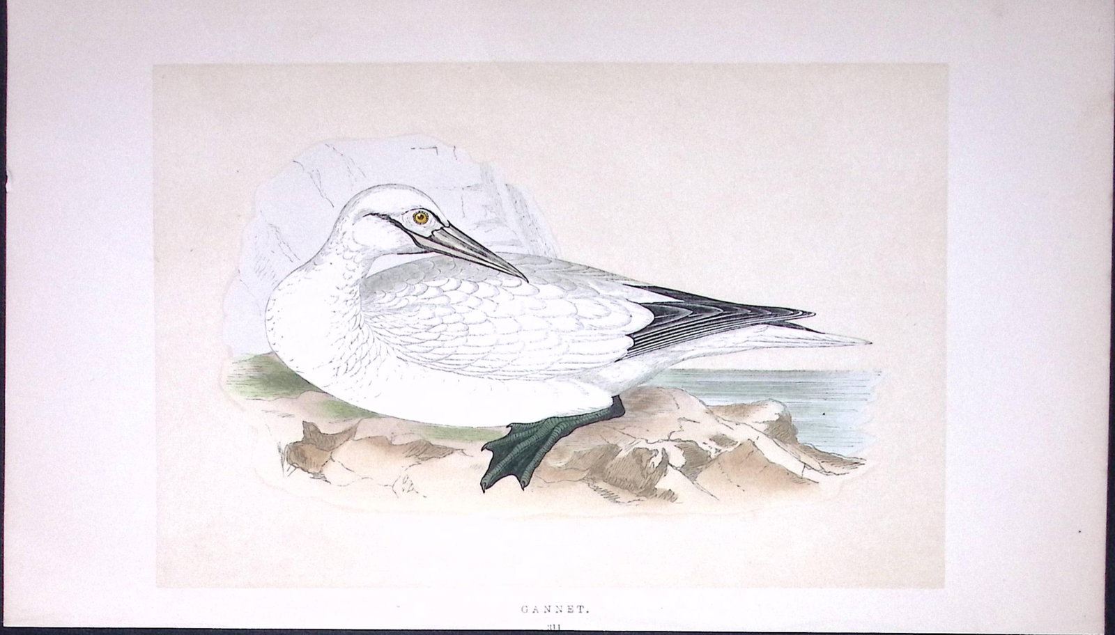 Garnet Bird- Rev Morris First Edition Antique Woodblock Engraving-185: Title: Garnet Bird- Rev Morris First Edition Antique Woodblock Engraving-185 Description: This Chromolithographic Woodblock Engraving Has Been Removed from a First Antique Edition of. Rev F O Morris