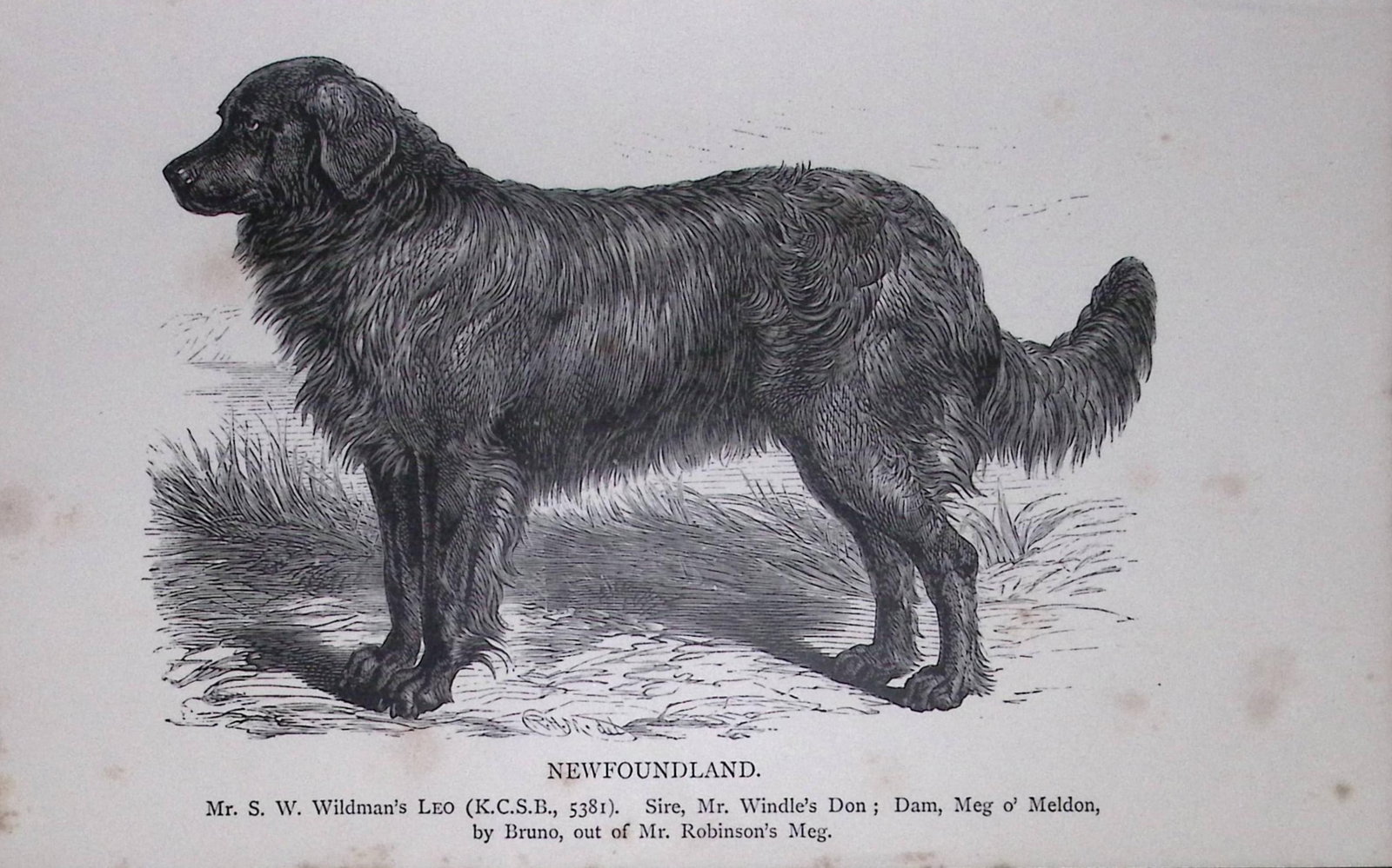Newfoundland British Dogs by Hugh Dalziel 1889 Antique Book Plate-46: Title: Newfoundland British Dogs by Hugh Dalziel 1889 Antique Book Plate-46 Description: This Antique Book Plate Was Removed from a Edition of British Dogs by Hugh Dalziel 1889. Each Print