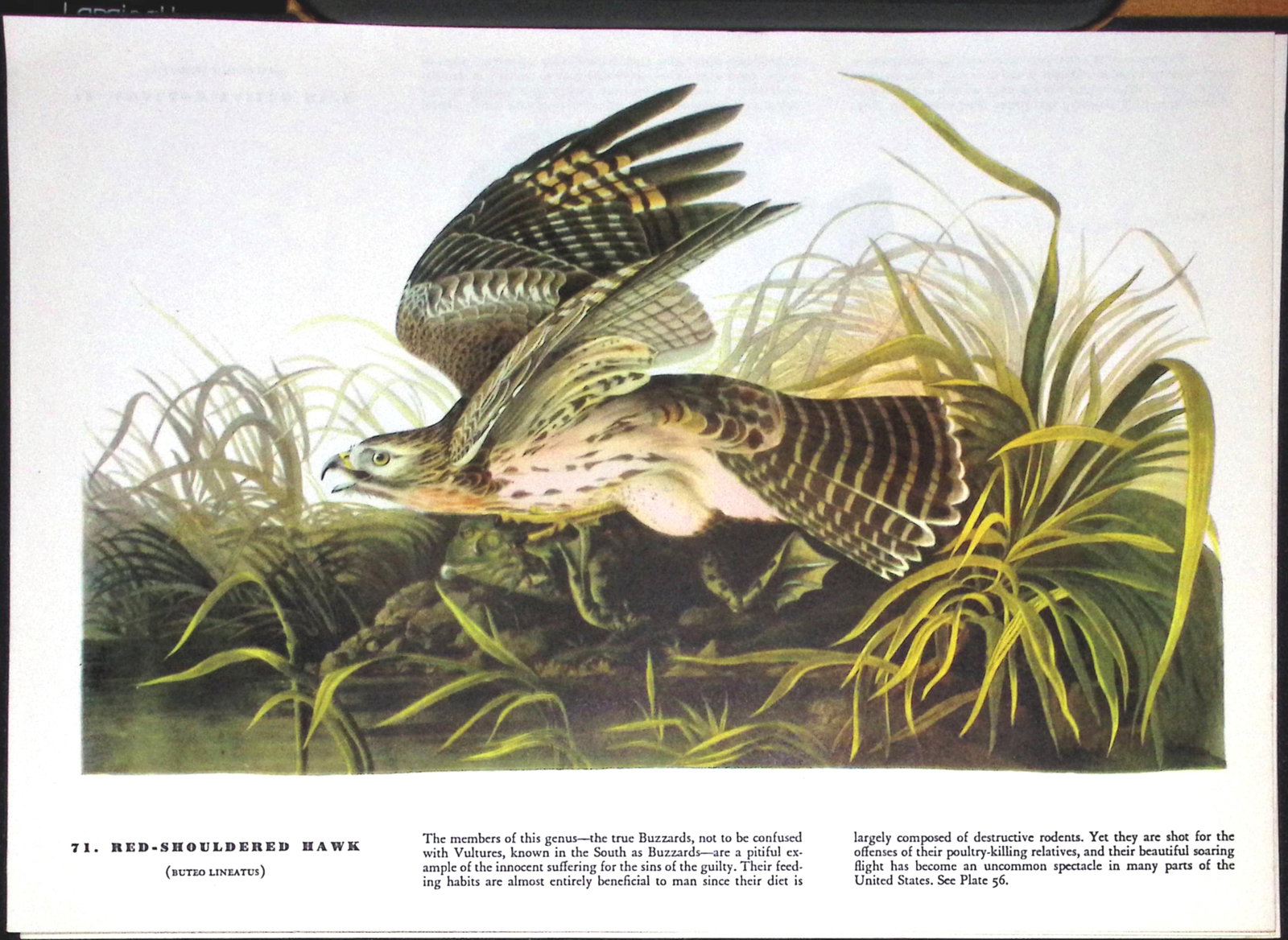 Job-Lot John James Audubon Birds of America 72-Year-Old Coloured Book Plates-22 - 2