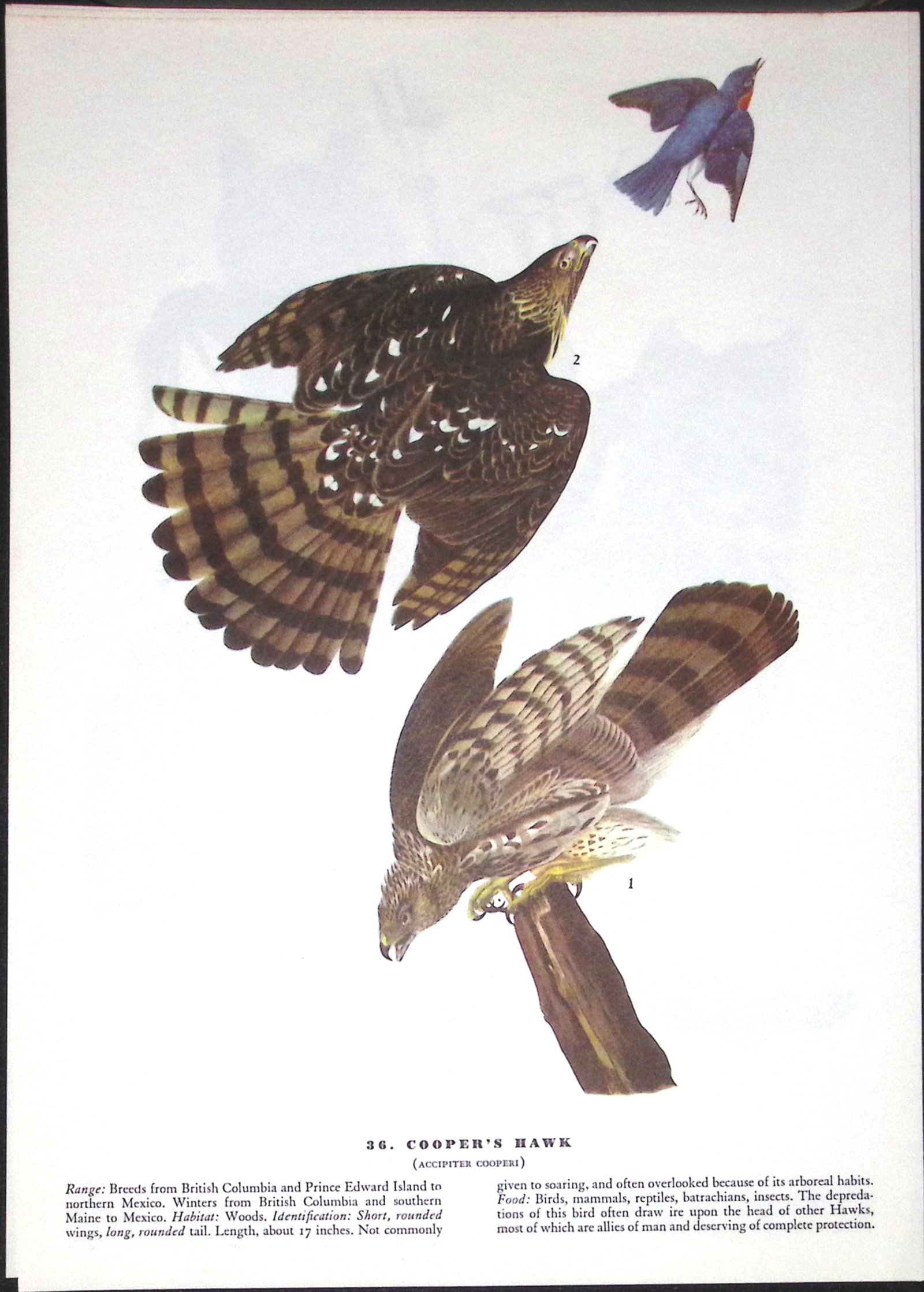 Job-Lot John James Audubon Birds of America 72-Year-Old Coloured Book Plates-22 - 5