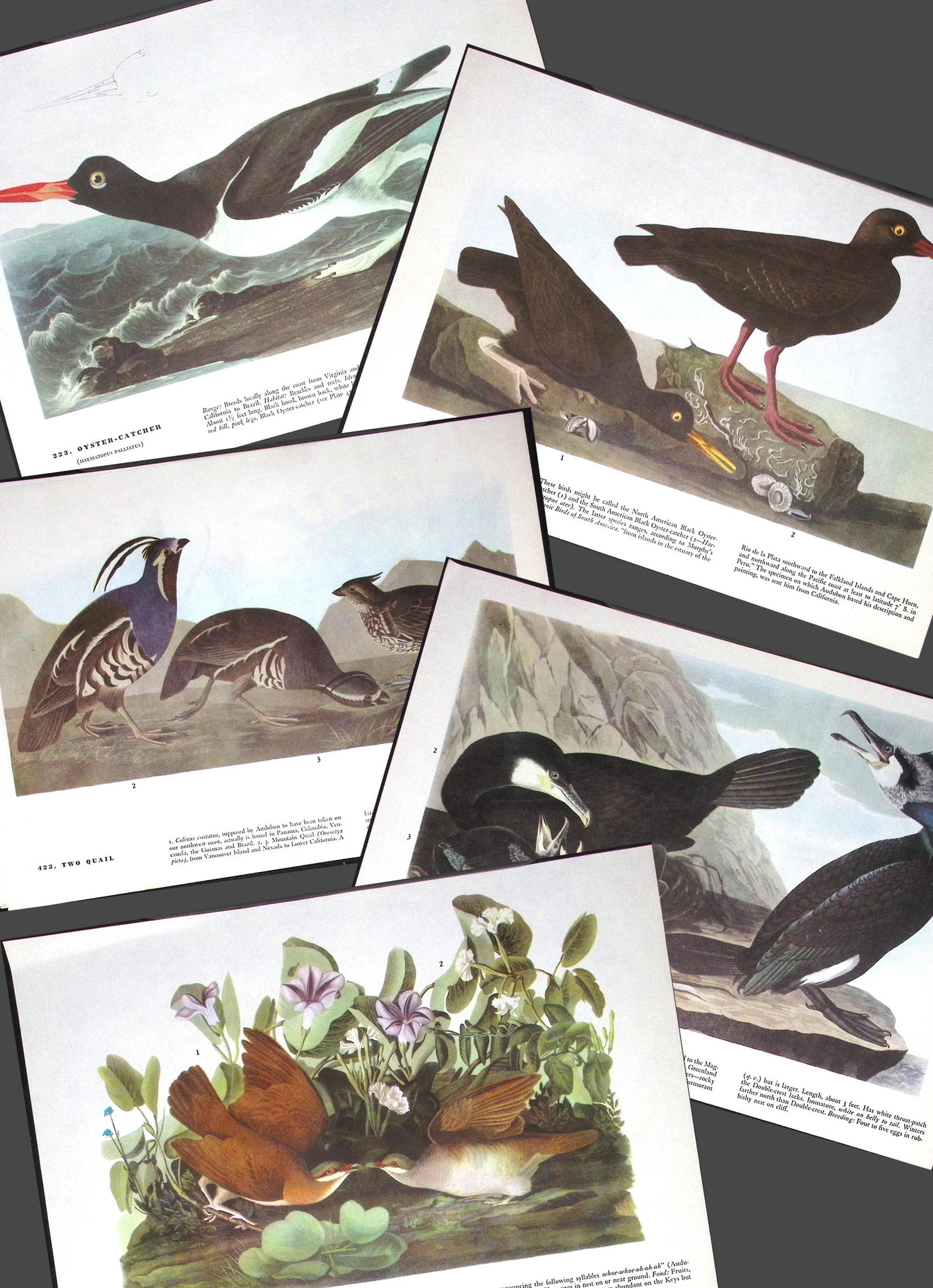 Job-Lot John James Audubon Birds of America 72-Year-Old Coloured Book Plates-32: Title: Job-Lot John James Audubon Birds of America 72-Year-Old Coloured Book Plates-32 Description: This Collection of 5 Double-Sided Vintage Prints Has Been Removed from an Edition of.