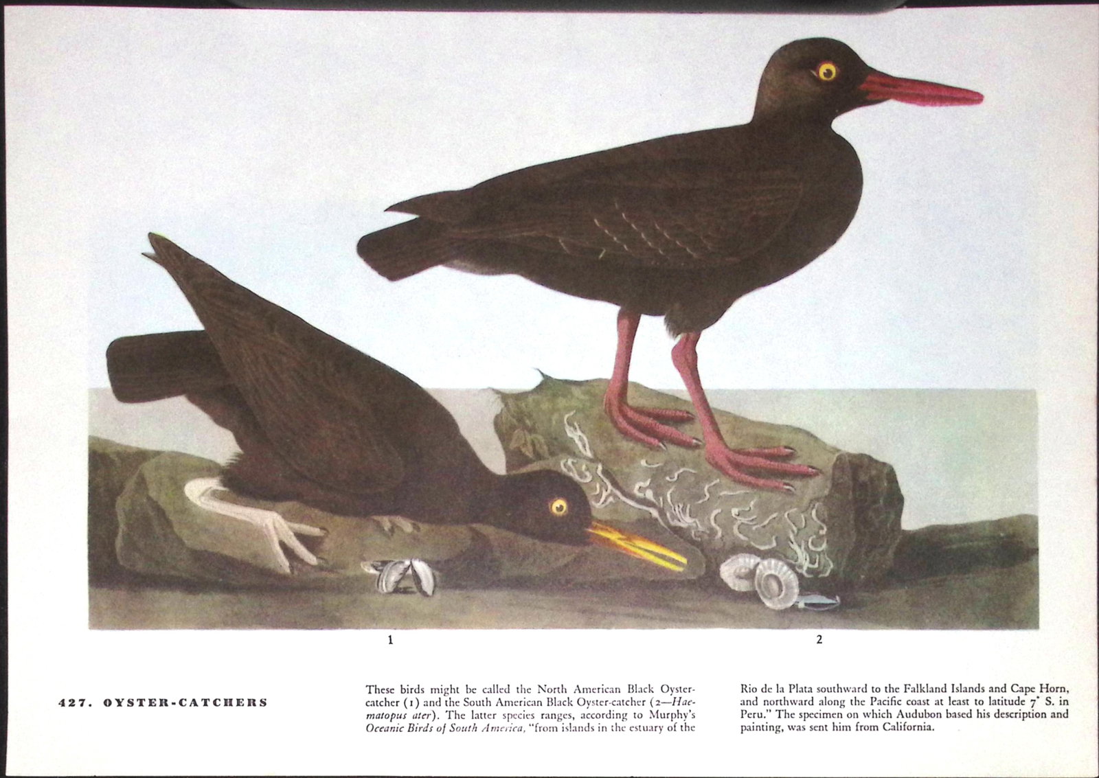 Job-Lot John James Audubon Birds of America 72-Year-Old Coloured Book Plates-32 - 3