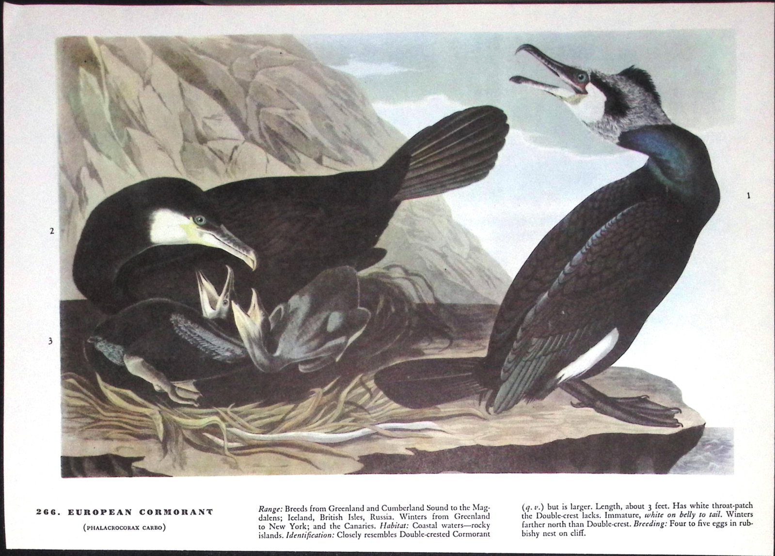 Job-Lot John James Audubon Birds of America 72-Year-Old Coloured Book Plates-32 - 5