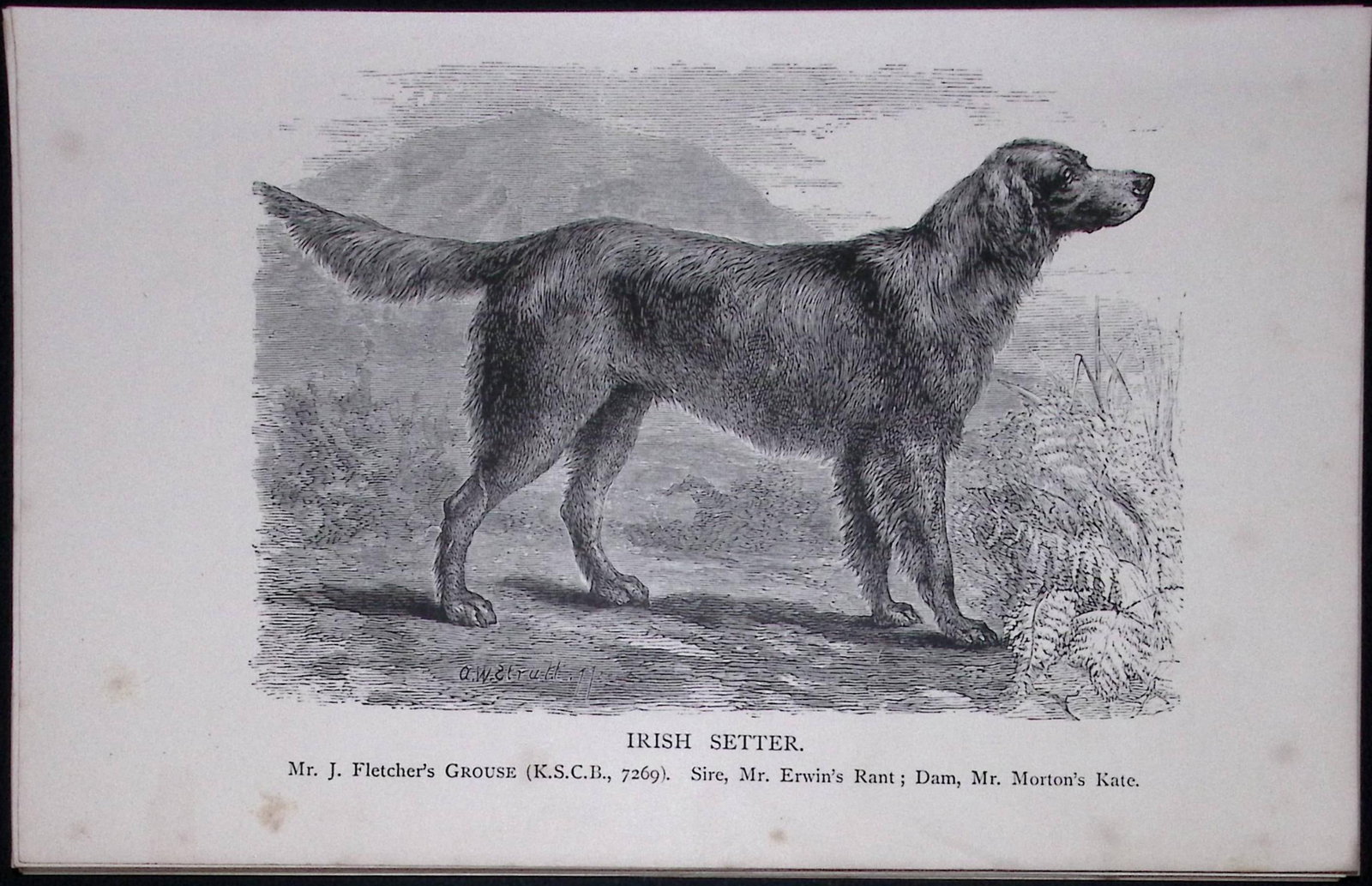 Irish Red Setter British Dogs by Hugh Dalziel 1889 Antique Book Plate-31 (1 of 2)
