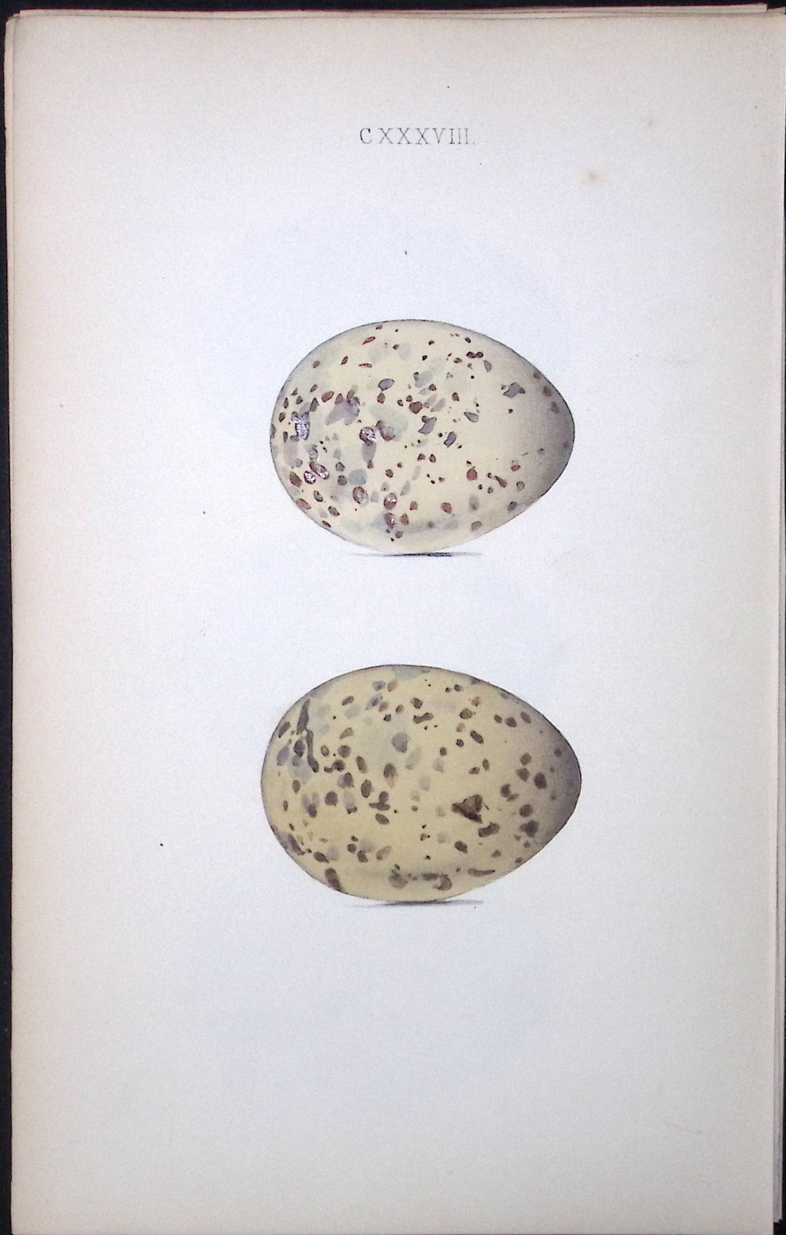 Common Gull-William Hewitson Antique Nests & Eggs of British Birds Print-102: Title: Common Gull-William Hewitson Antique Nests & Eggs of British Birds Print-102 Description: This Antique Print Was Removed From a 170 Years-Old Edition William Hewitson. Coloured