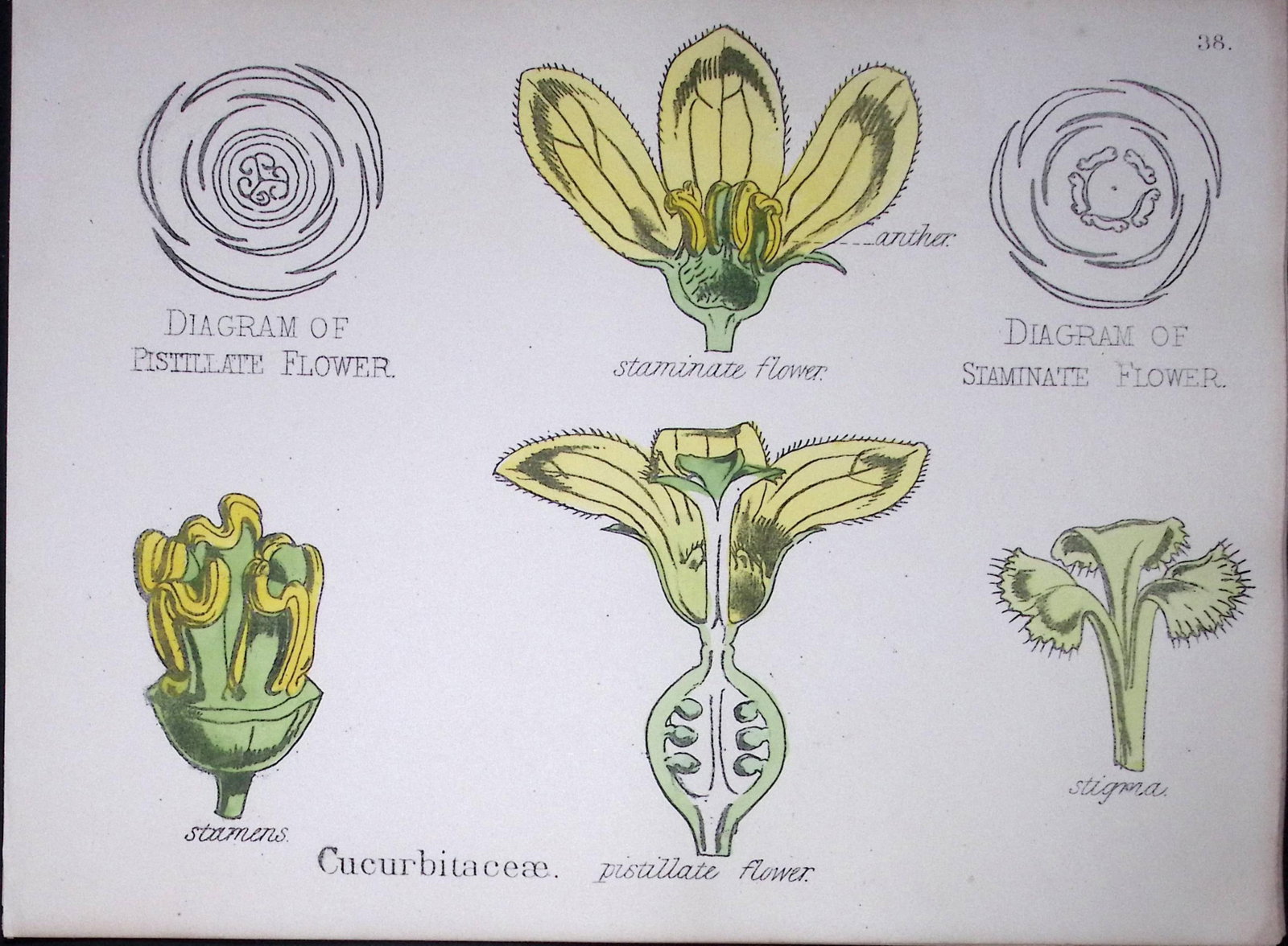 Cucurbits Botanical Flower Diagram Rare Antique First Edition Illustration-38: Title: Cucurbits Botanical Flower Diagram Rare Antique First Edition Illustration-38 Description: 150 Years-Old First Edition Hand-Coloured First Edition illustration by W. H. Fitch with Supp