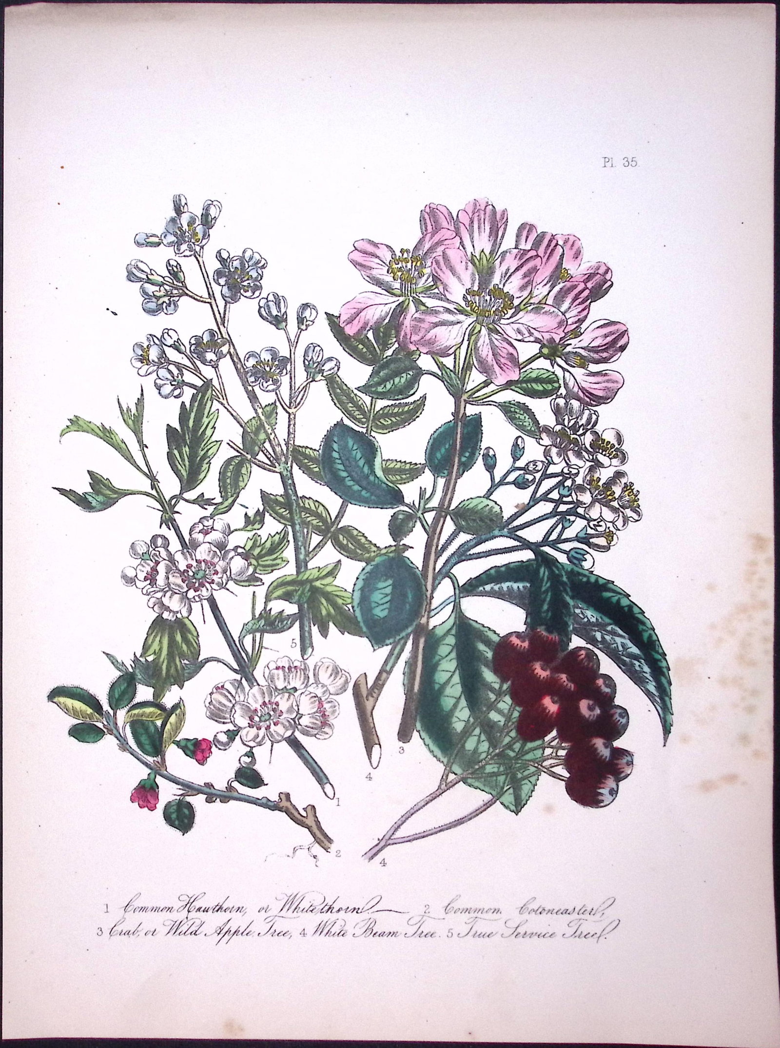 Rare 165-Yr-Old Antique Wildflower Gilt-Edged Illustration Jane Webb Loudon-35-A: Title: Rare 165-Yr-Old Antique Wildflower Gilt-Edged Illustration Jane Webb Loudon-35-A Description: Rare 165-Yr-Old Antique Wildflower Gilt-Edged Illustration Jane Webb Loudon-35. With Origina
