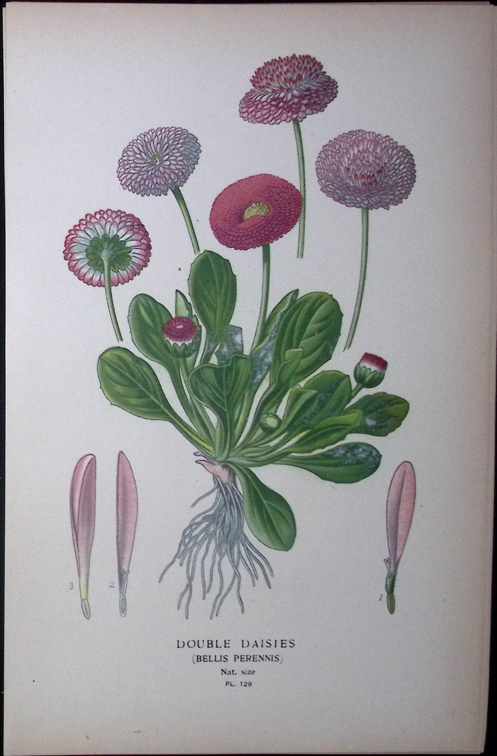 Double Daisies Edward Step Rare Antique Botanical Book Plate-129: Title: Double Daisies Edward Step Rare Antique Botanical Book Plate-129 Description: This Rare Beautiful Chromolithograph Was Removed from a Circa 1897 Antique Edition of. The Favourite Flowers of